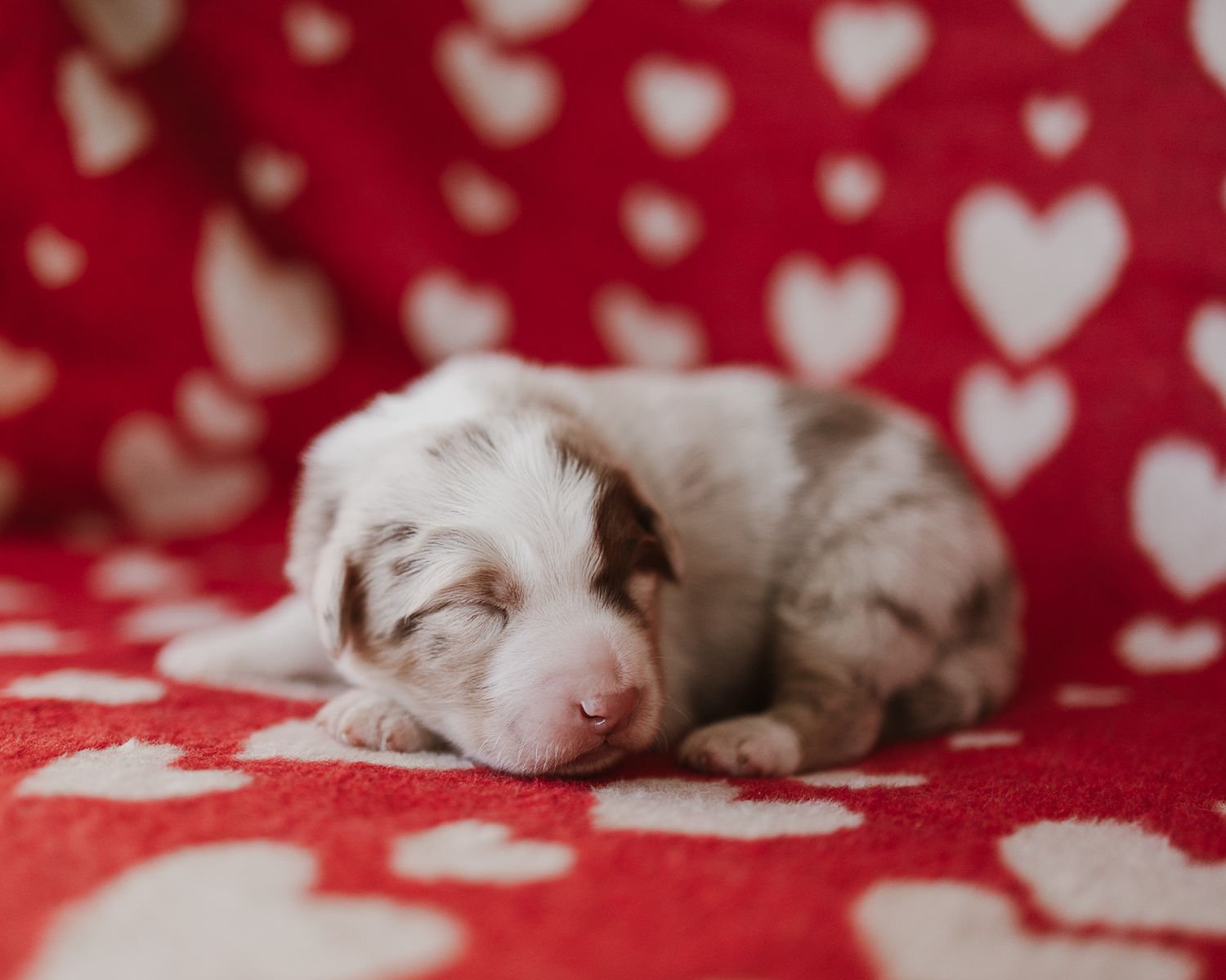 Sleeping white kitten curled up on red and white heart patterned blanket.