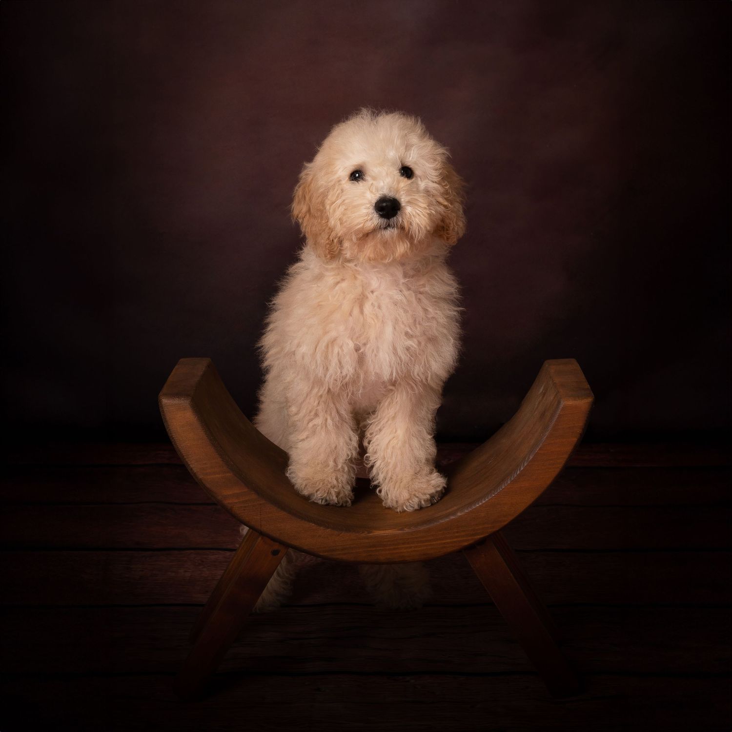 Fluffy white Goldendoodle puppy sitting on wooden rocking chair against dark studio background.