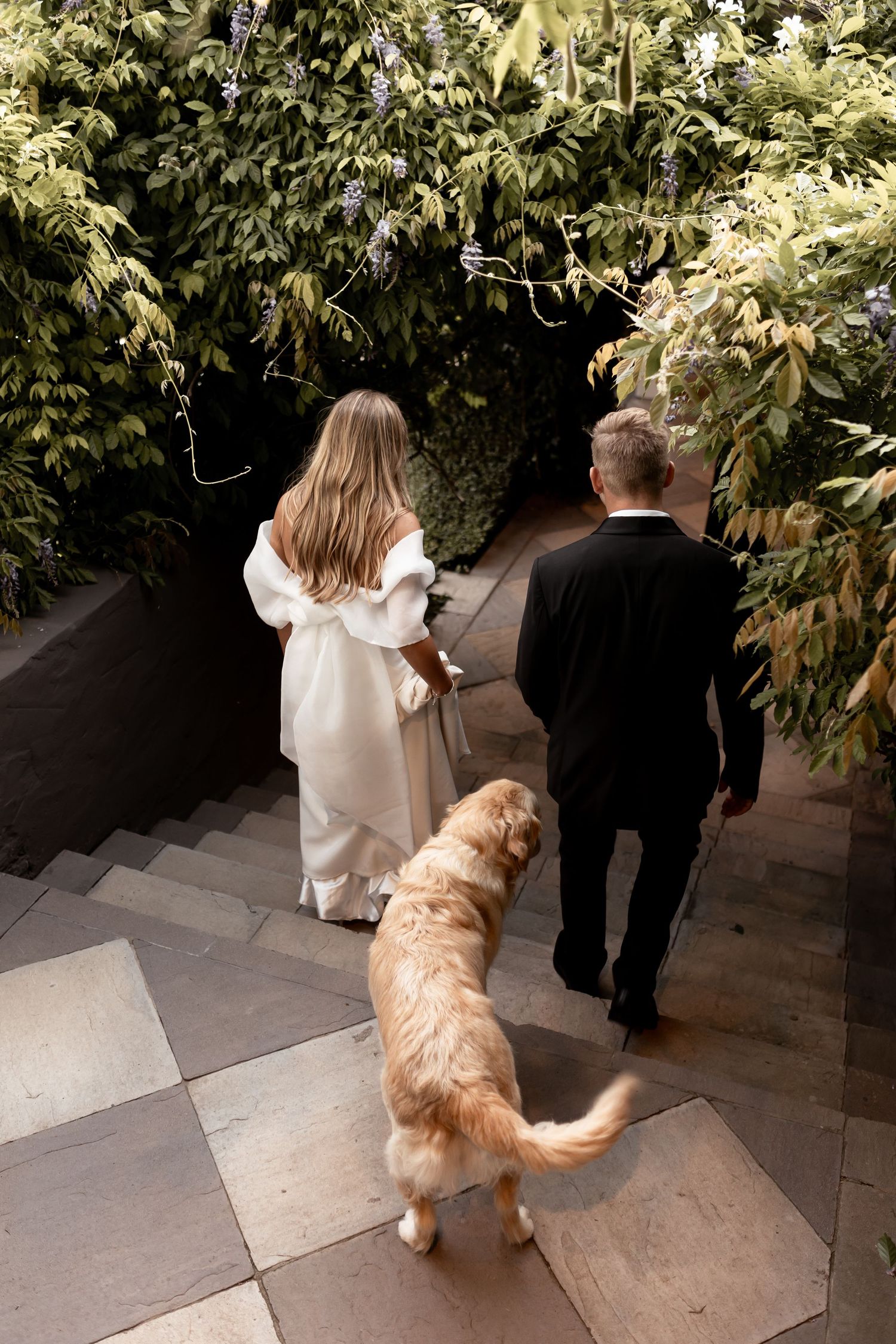 Wedding couple walking up steps with golden retriever following behind. - JCclick Wedding photo & Film - Best Cape Town Photographer.