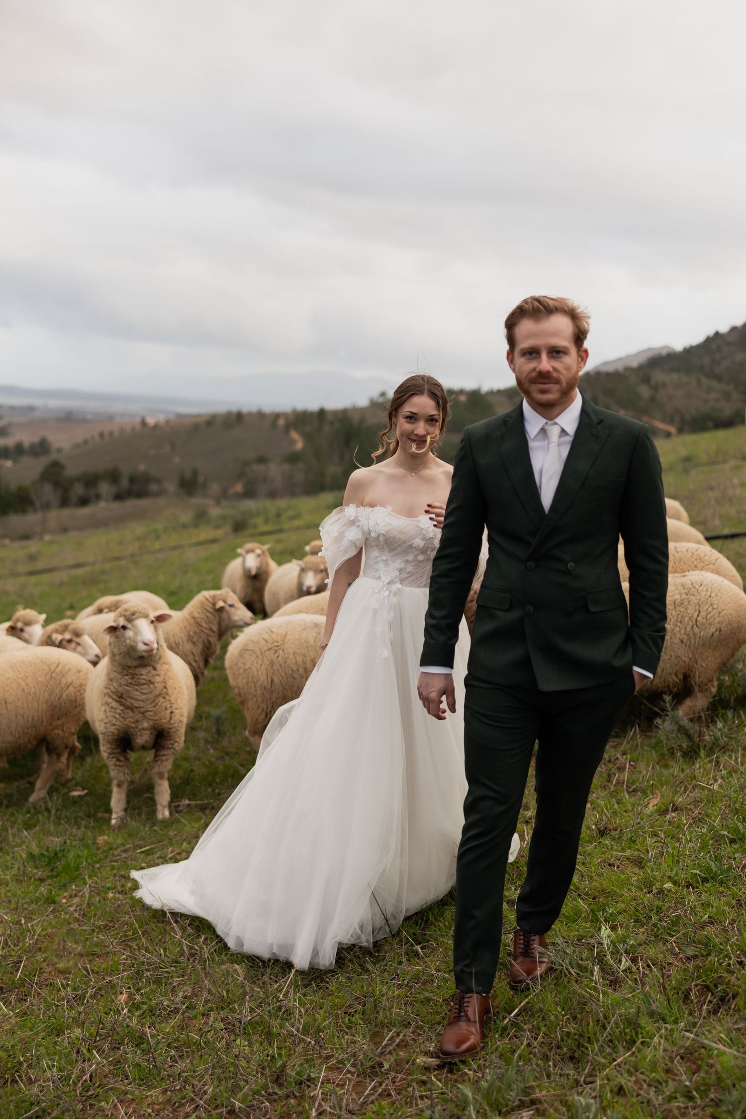 Wedding couple walking through a field with grazing sheep in the background.  JCclick Wedding photo & Film - Best Cape Town Photographer.