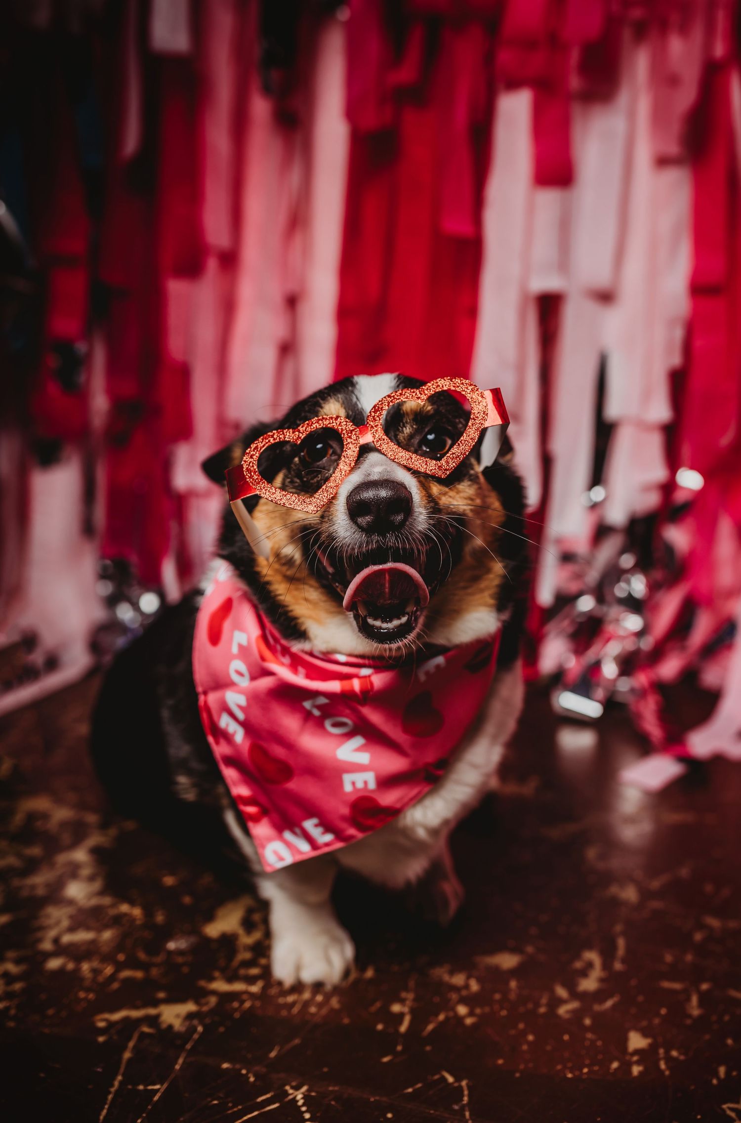 A festive Corgi wearing heart-shaped red glasses and a love bandana poses in front of pink Valentine's Day streamers.