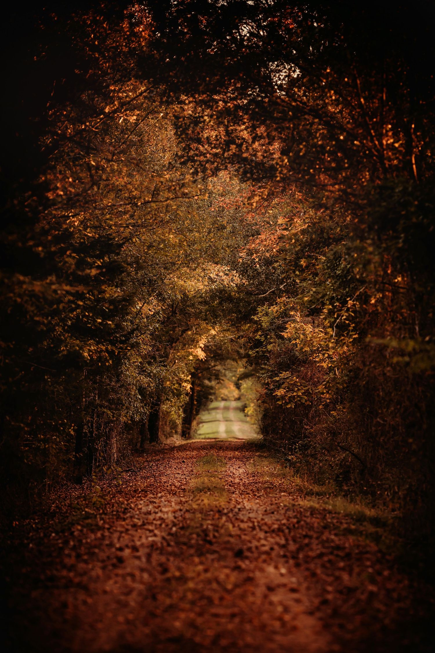 A mystical autumn forest path covered in fallen orange leaves and surrounded by golden-hued trees.