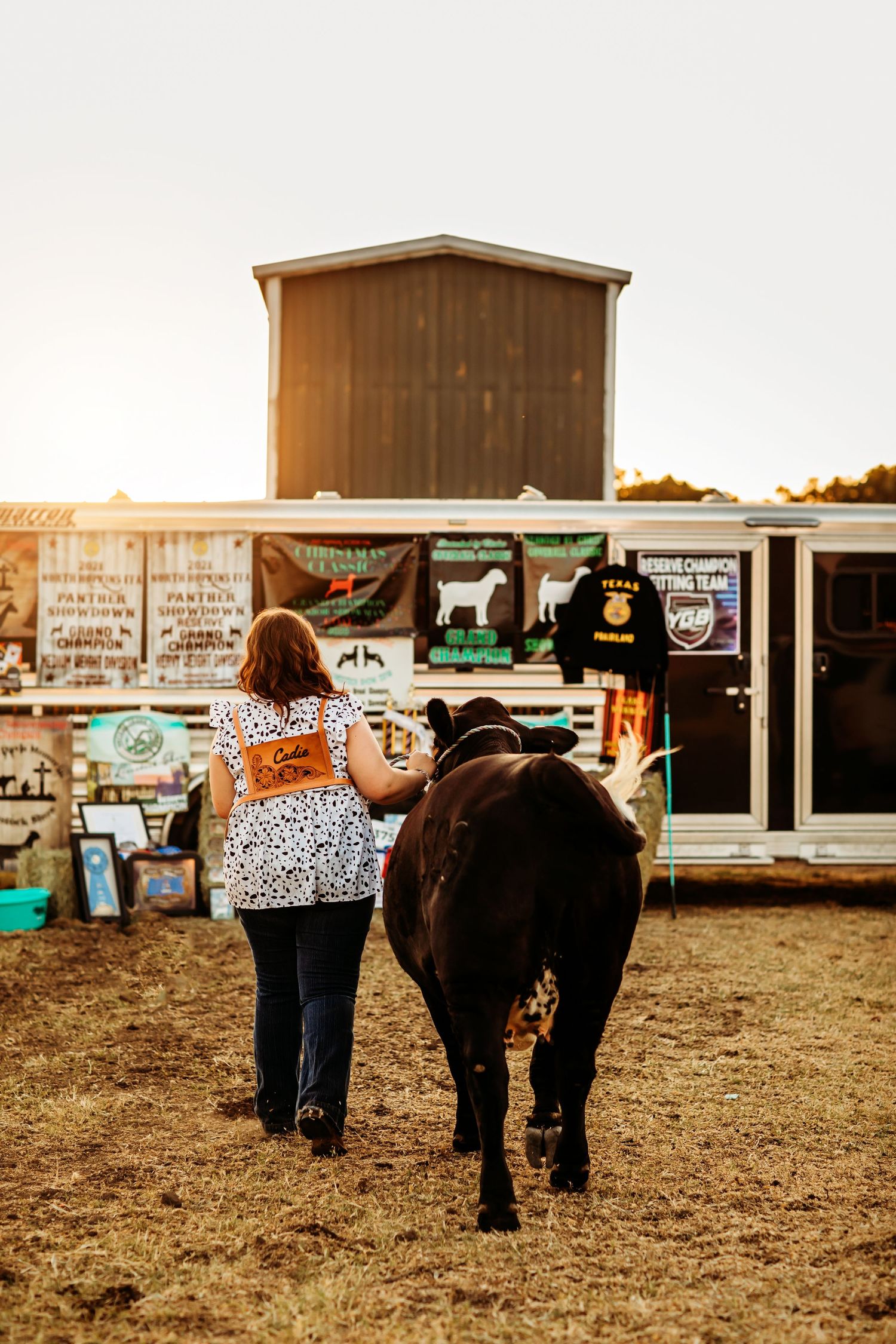 A woman leads a black cow across a dirt fairground toward a livestock trailer at golden hour.