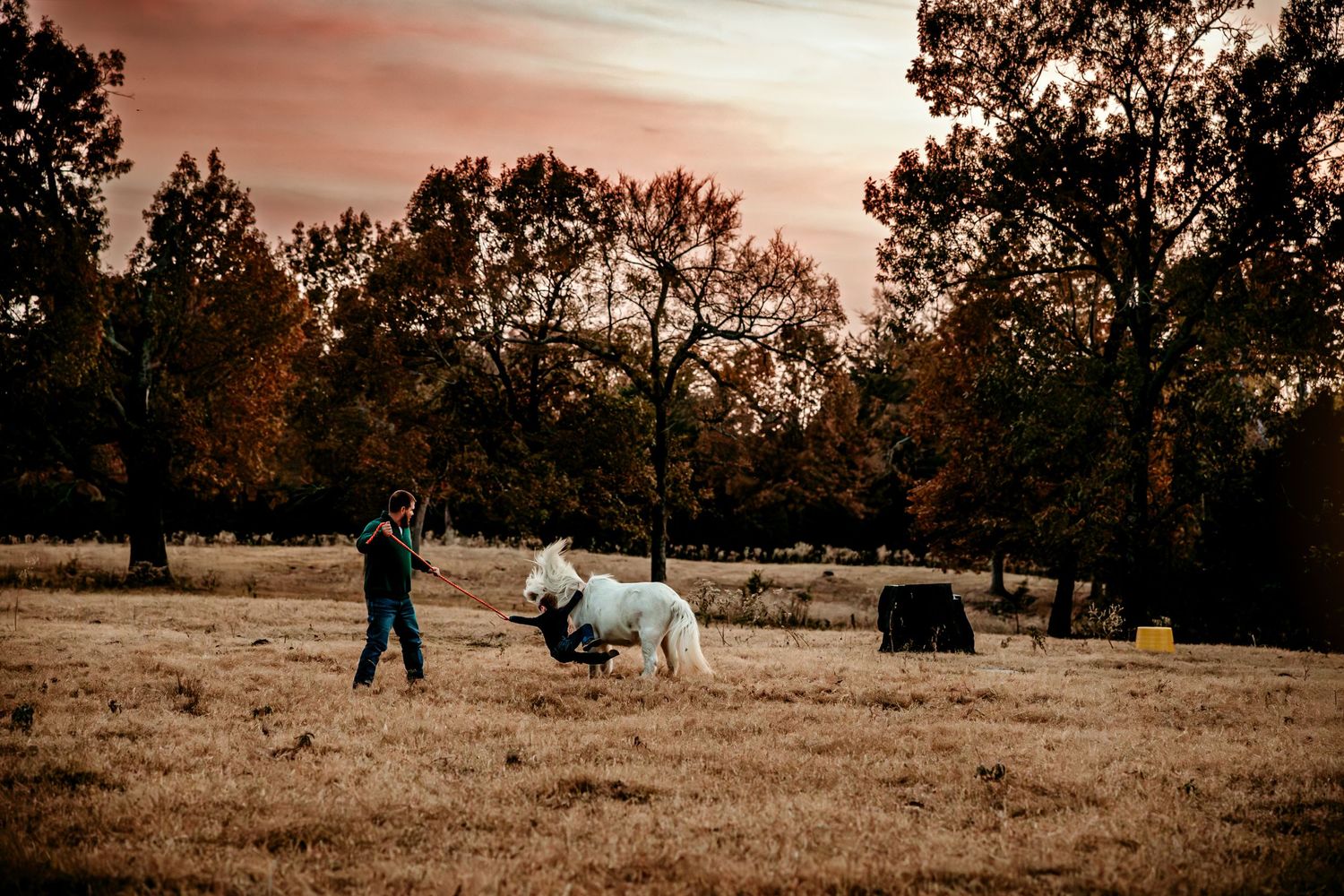 Person training a white horse in an open field at dusk with autumn trees and dramatic sky in background.