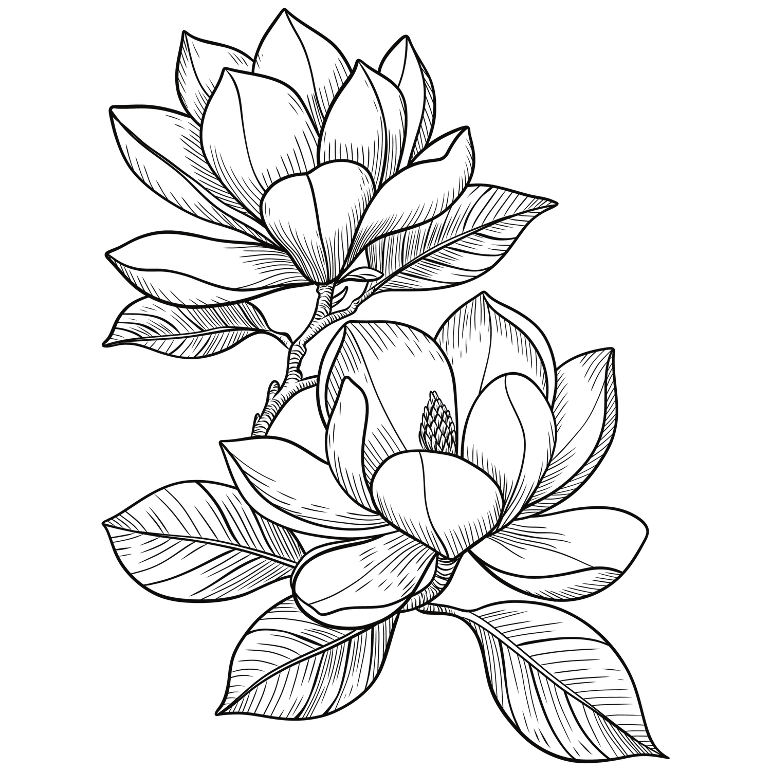 Delicate black and white line drawing of lotus flowers and buds with graceful stems and detailed petals.