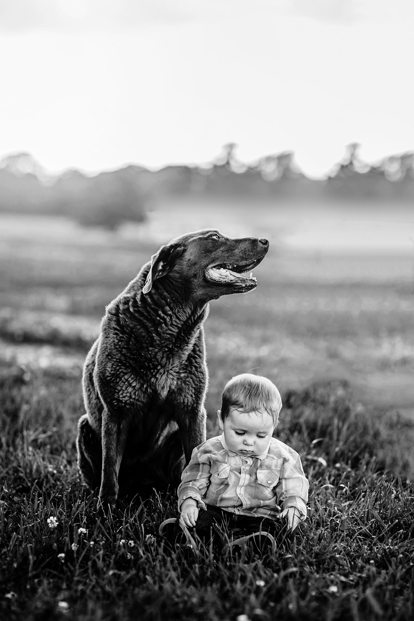 Black and white photo of a large dog sitting protectively beside a baby in a grassy field.