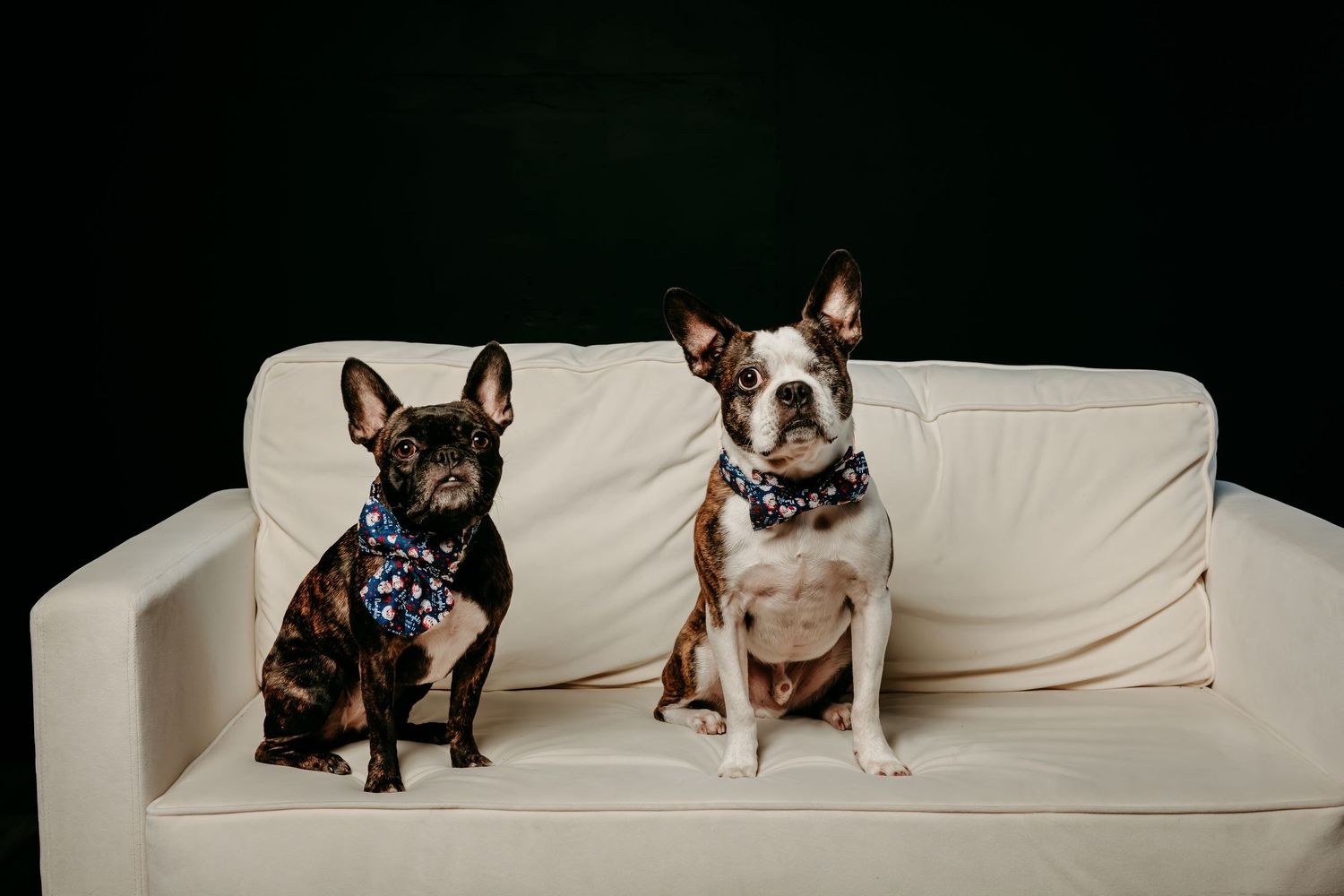 Two French Bulldogs sitting together on a white couch in a minimalist setting.