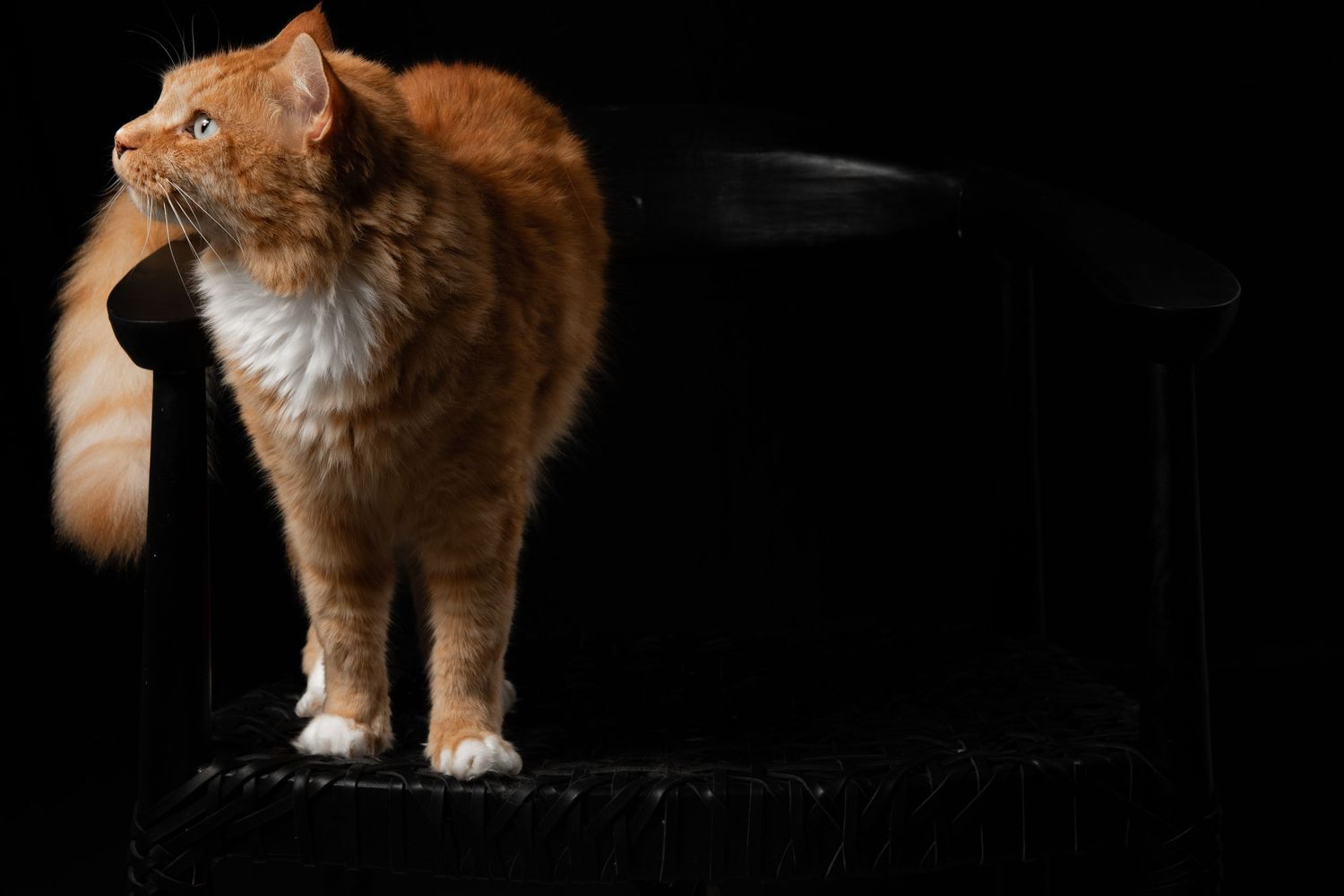 Ginger cat in various poses during professional photo shoot on black backdrop.