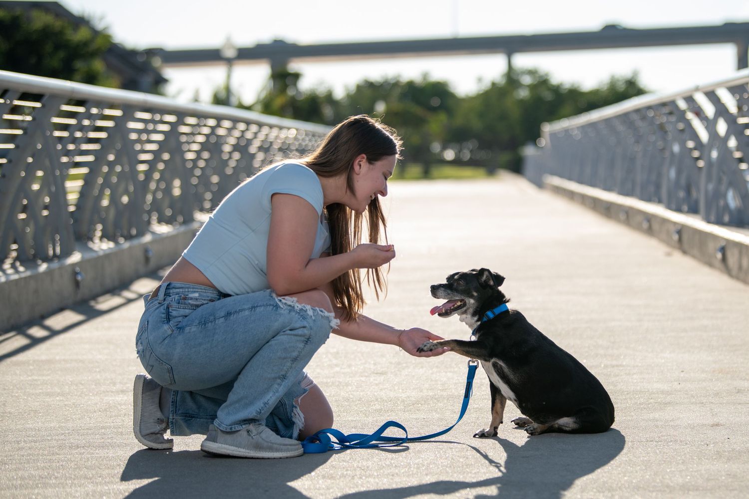 A person crouches down to interact with their black and white dog on a bridge pathway. Dog portraits. Self portraits.