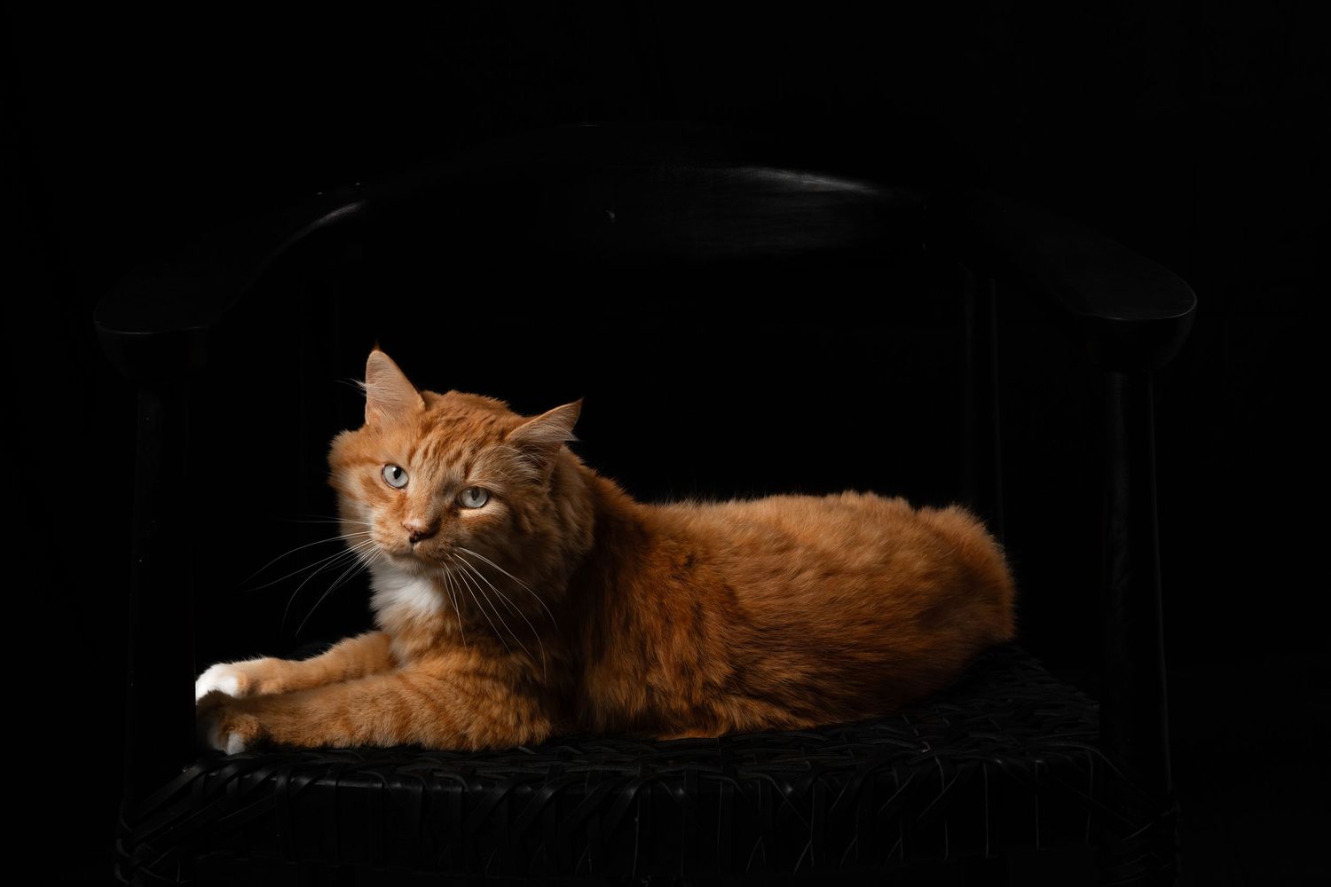 Orange cat posing elegantly against dark studio background.