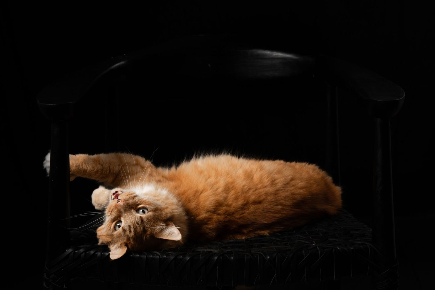 Orange tabby cat lounging dramatically on dark background.