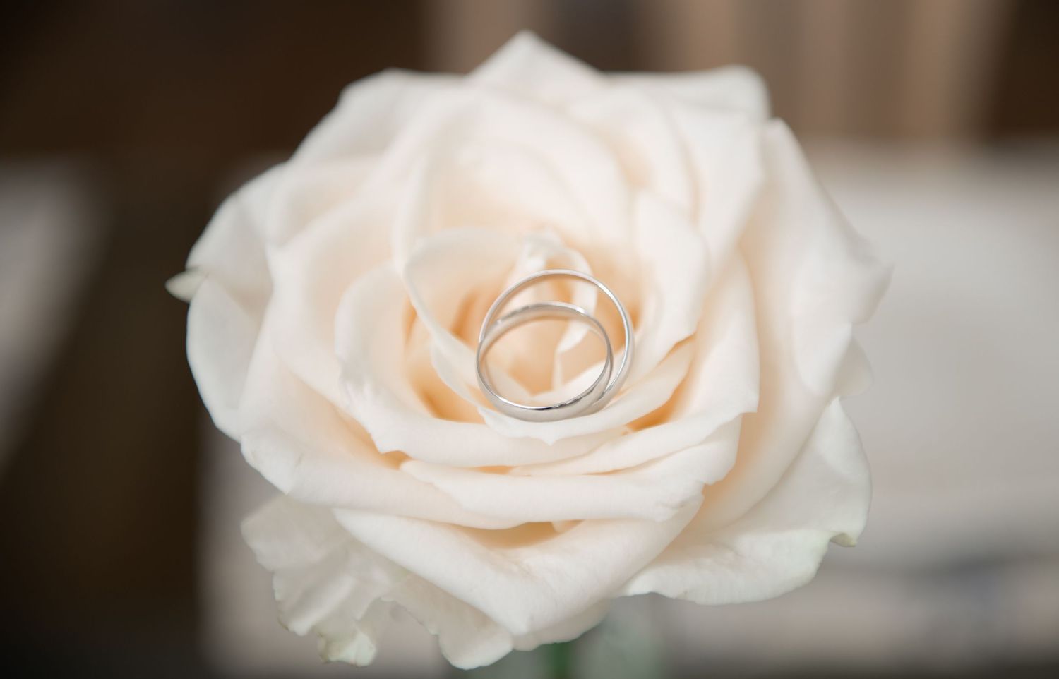 Series of delicate cream-colored roses in soft focus.
