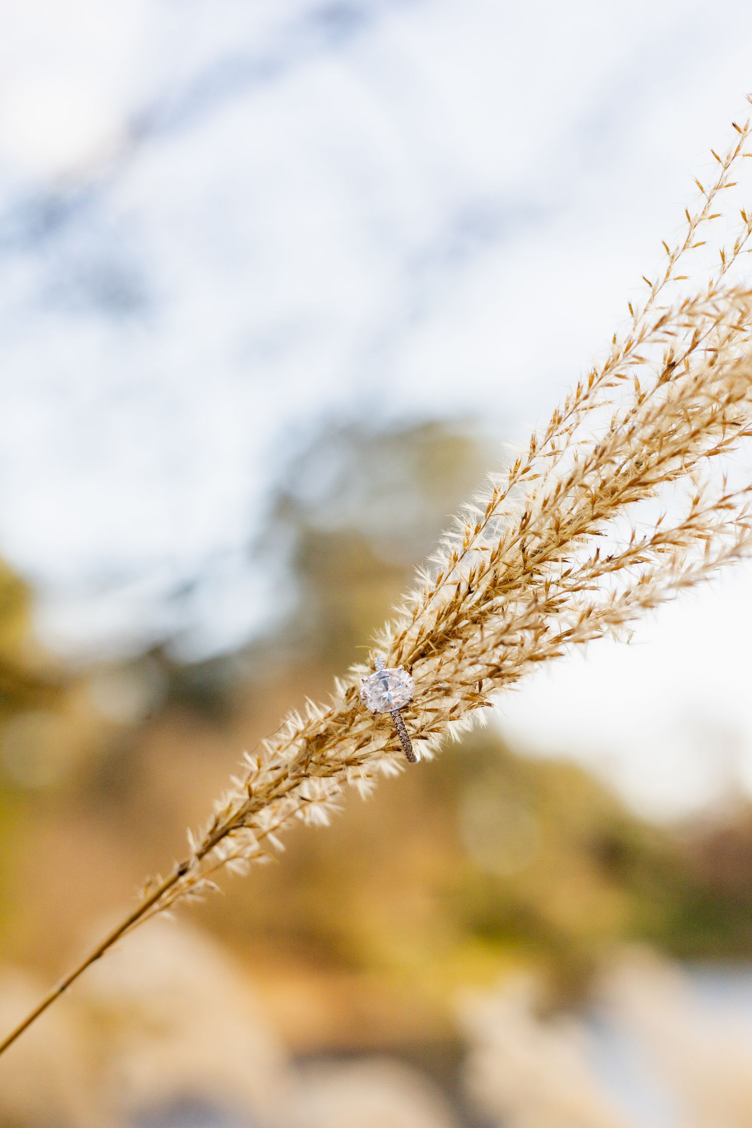 UC Davis Arboretum Engagement Photos. diamond ring shot by Sophia Juarez Photography, based in Sacramento