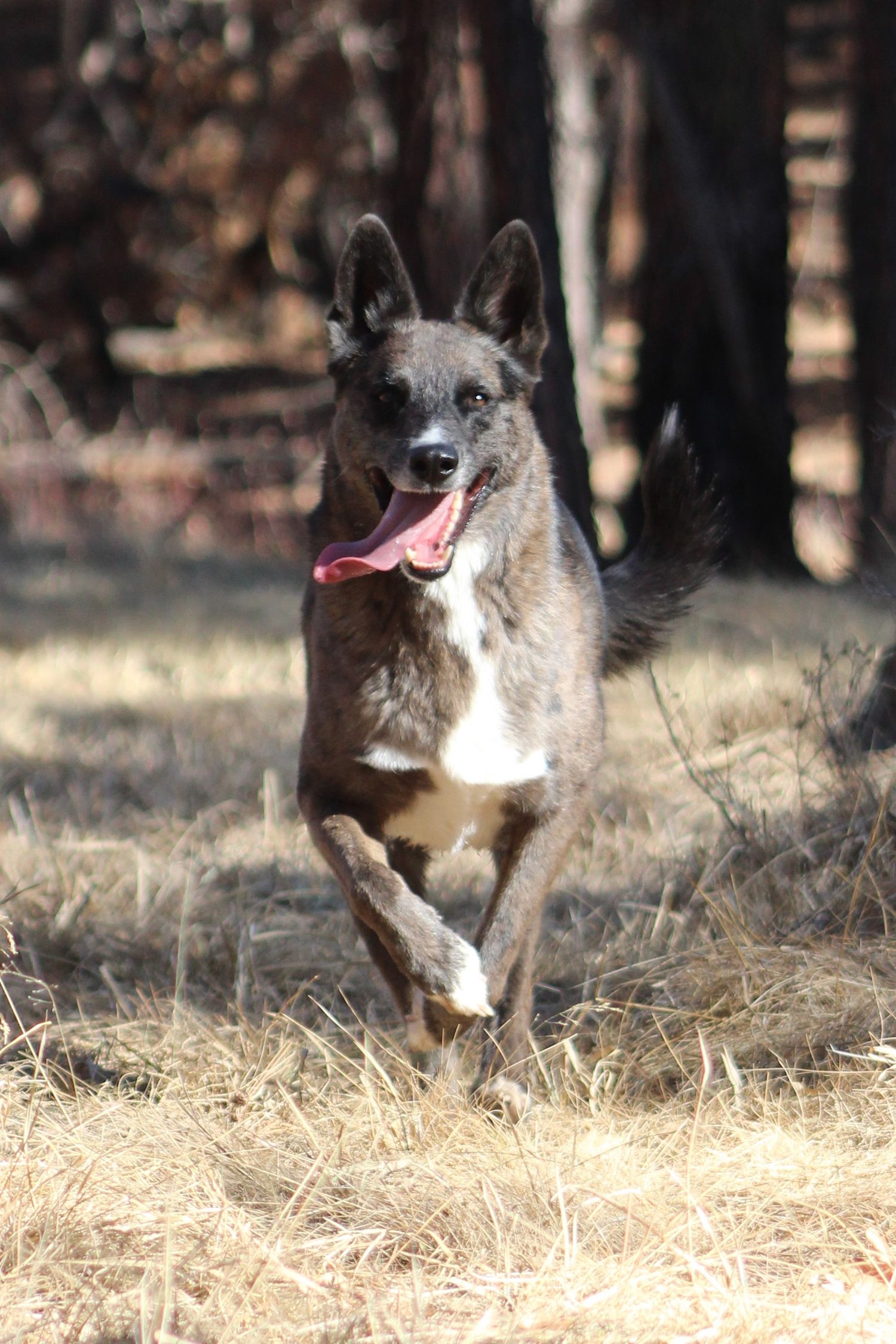 cayote dog mix