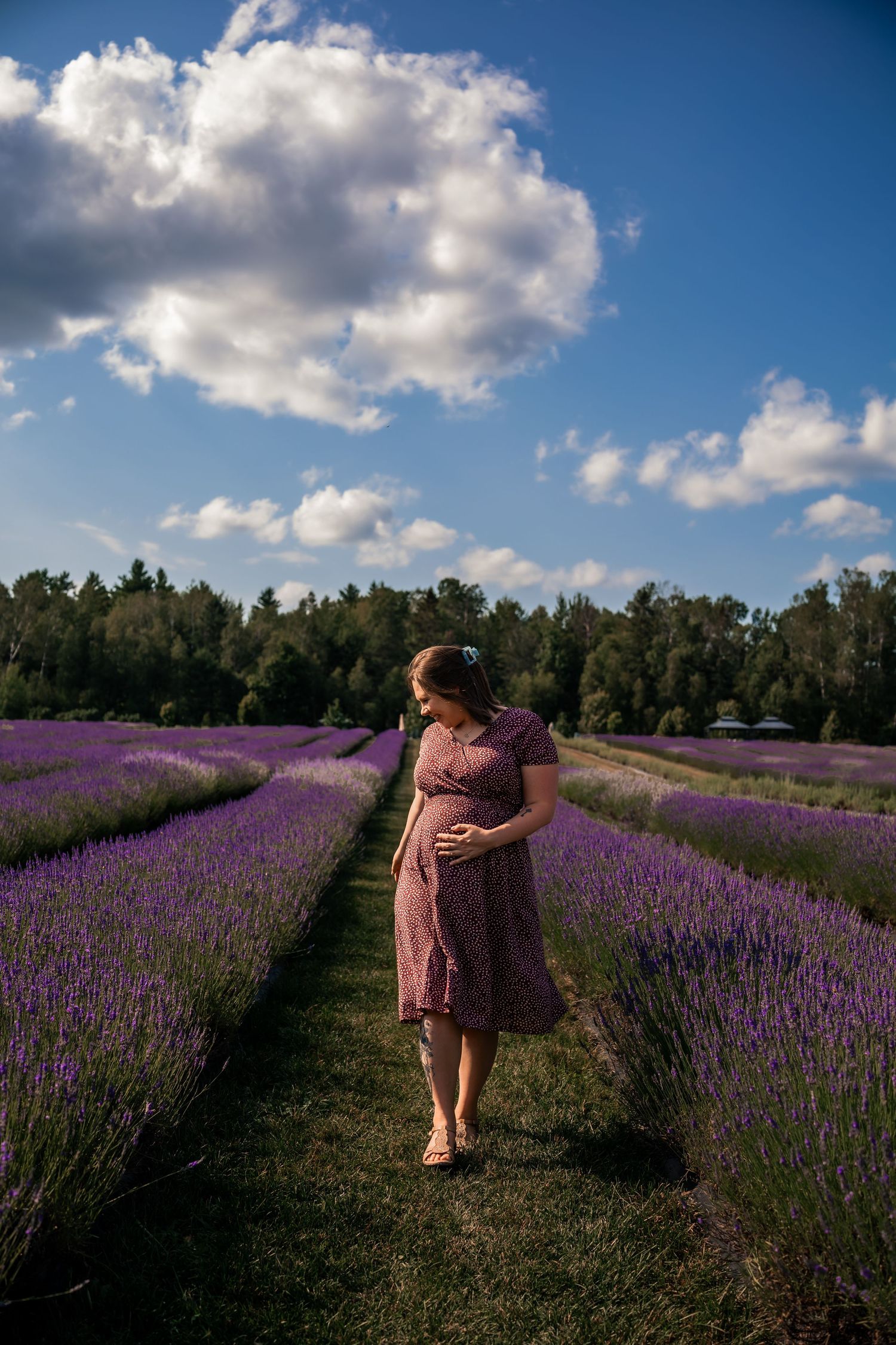 Photo d'une promenade dans les champs de lavande à Magog