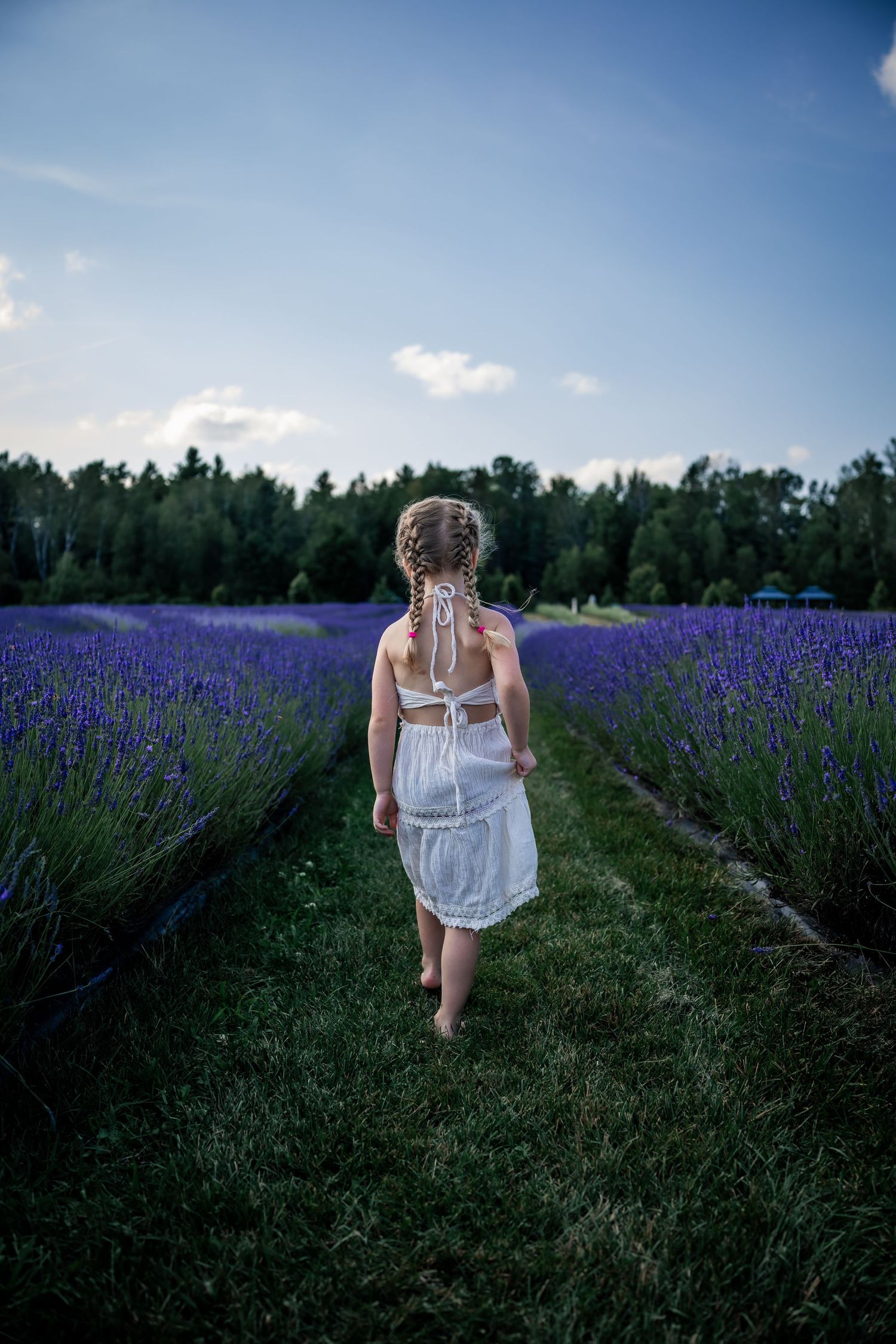 Enfant dans un champ de lavande chez Bleu Lavande à Magog