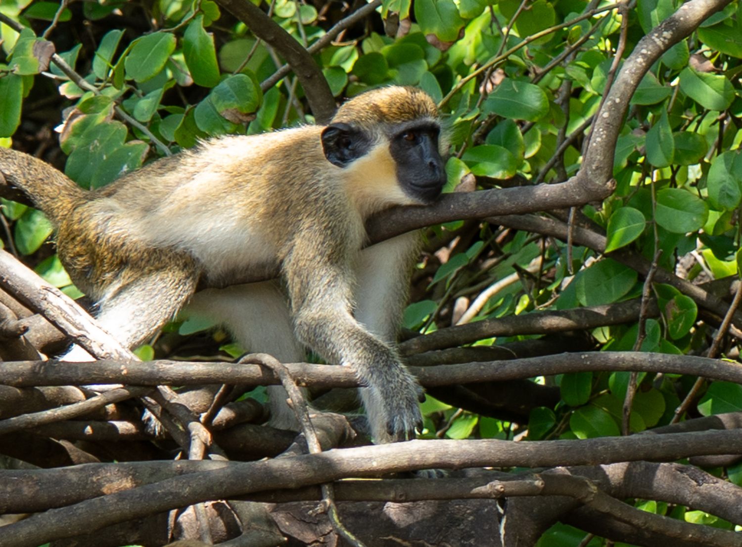 Photos of wild Monkeys in Saint Kitts Island: Tours in St Kitts and things to do in St Kitts excursions close to Basseterre.