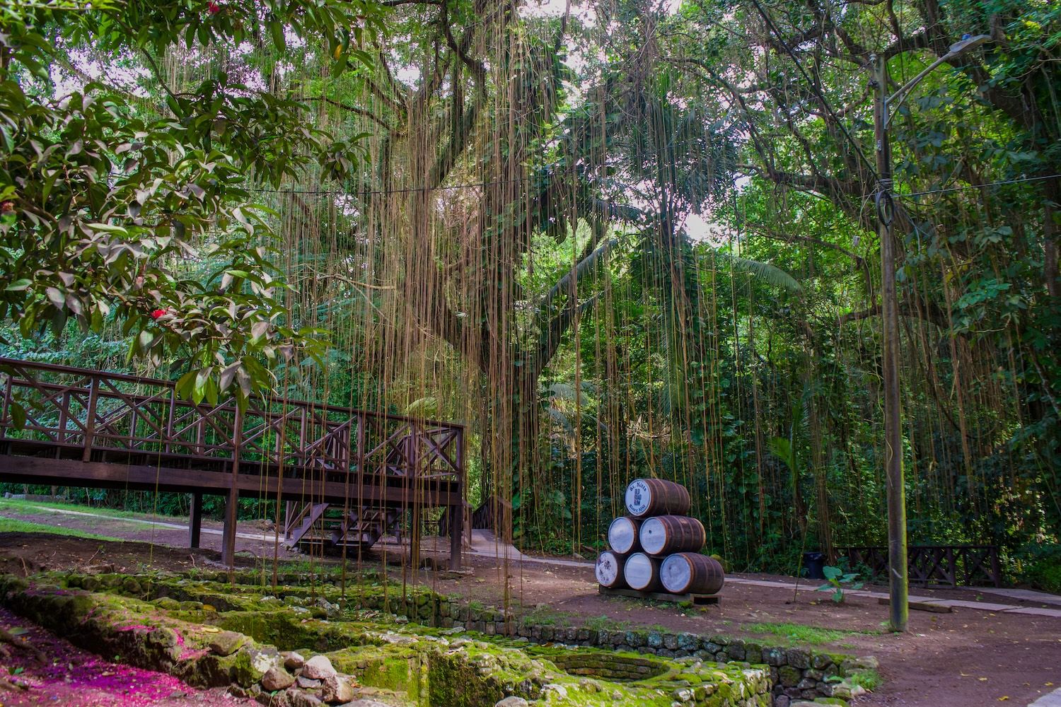 Old Road Rum at Wingfield Estate. Stop here on the best St. Kitts Tours with St. Kitts Cruise Photography.