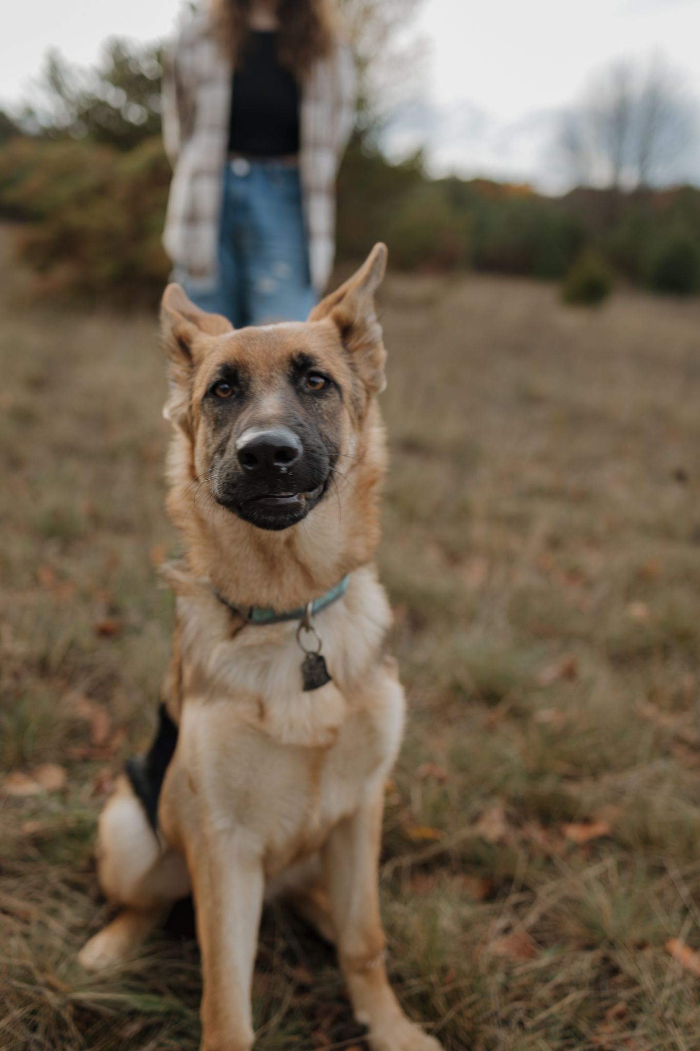 Close-up portraits of a German Shepherd dog with expressive facial expressions in an outdoor setting.