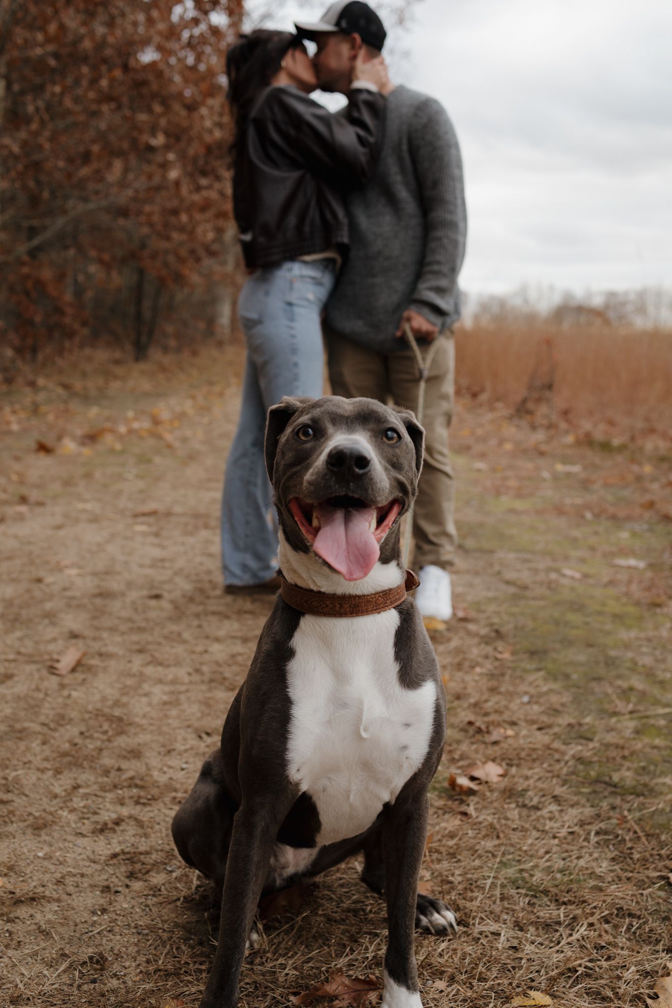 Happy pit bull mix dog with white chest smiles at camera during outdoor autumn photo session.