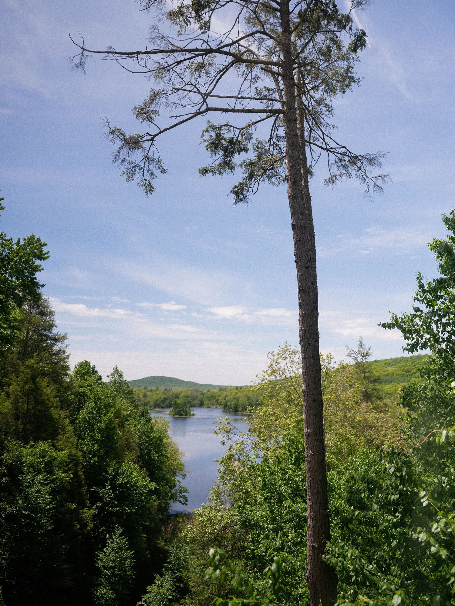 Tall pine tree overlooking a serene river surrounded by lush green forest under a blue sky.