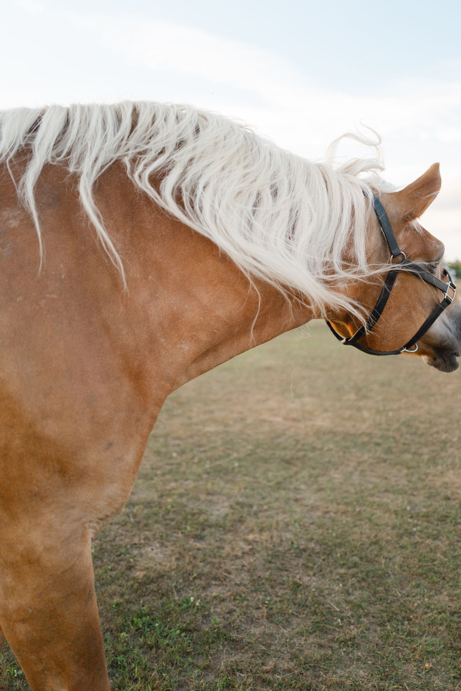 A palomino horse with a flowing white mane stands in a grassy field wearing a black bridle.