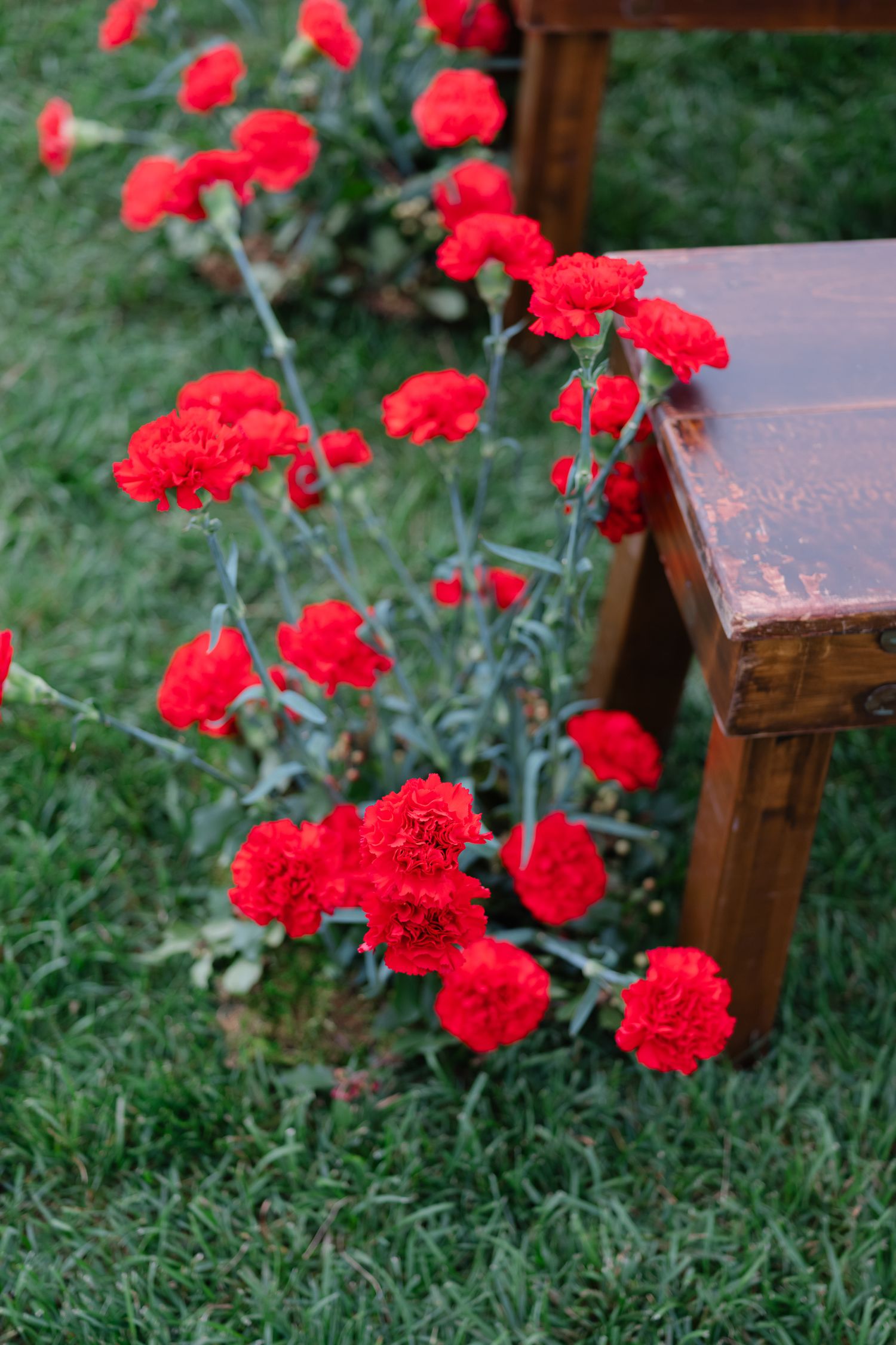 Vibrant red carnations bloom beside a rustic wooden bench on green grass.