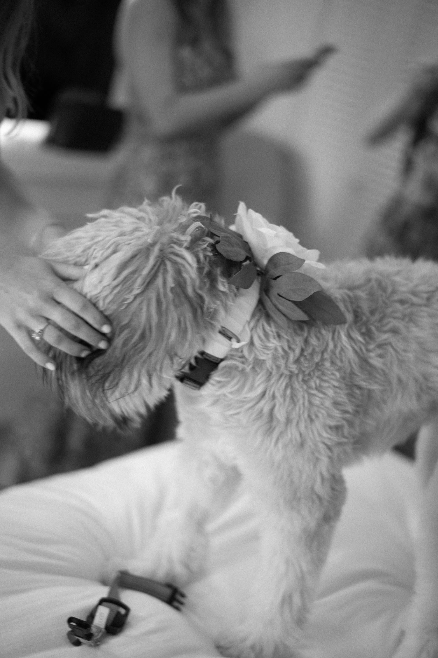 Adorable fluffy dog wearing a floral crown being petted at a wedding celebration in black and white.
