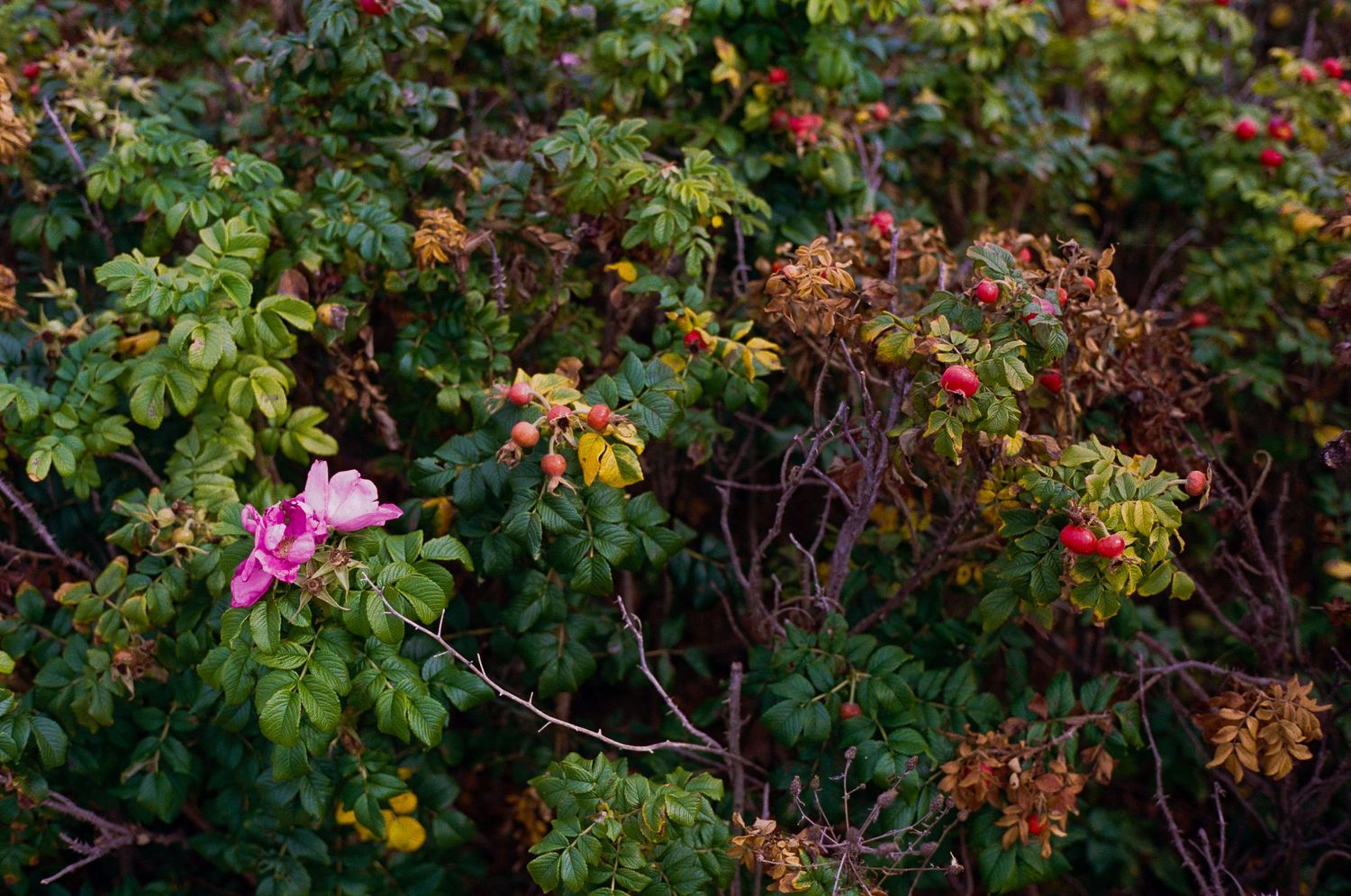 Wild rose bush with pink blooming flower and red rosehips among green and autumn-toned foliage.