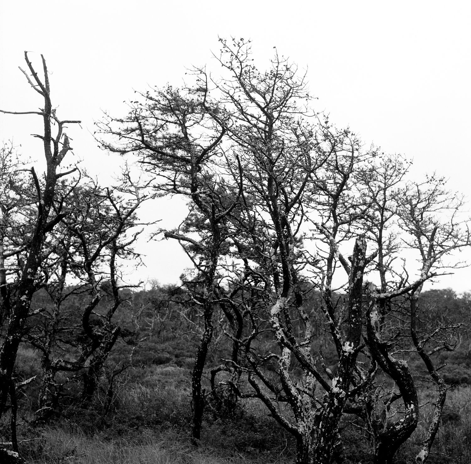 Black and white photo of gnarled, twisted bare trees in a wild heath landscape under an overcast sky.