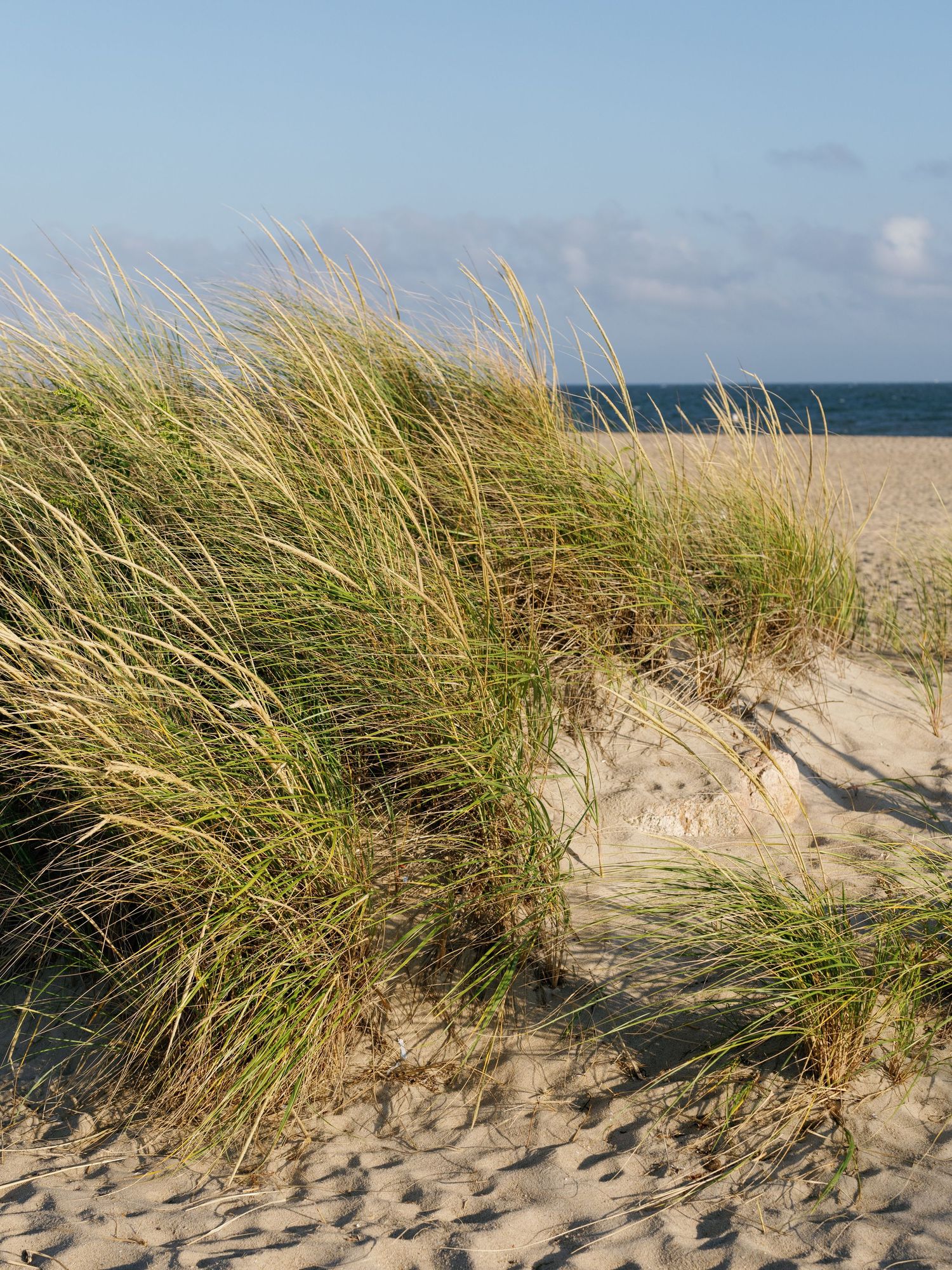 Coastal sand dunes with tall beach grass swaying in wind along a sunny ocean shoreline.