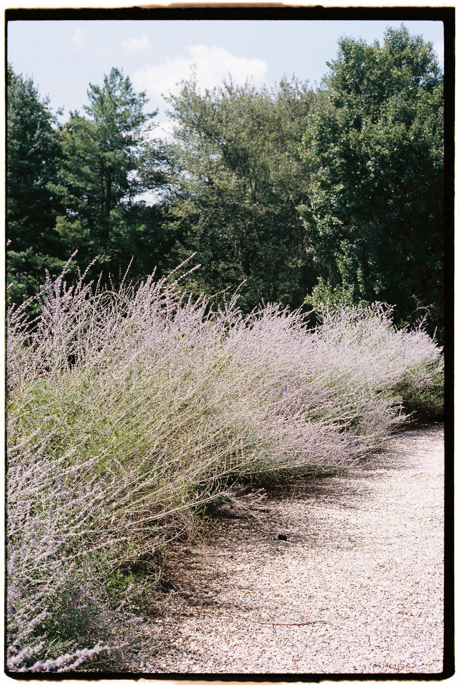 A gravel path lined with lavender bushes leads through a lush green garden landscape.