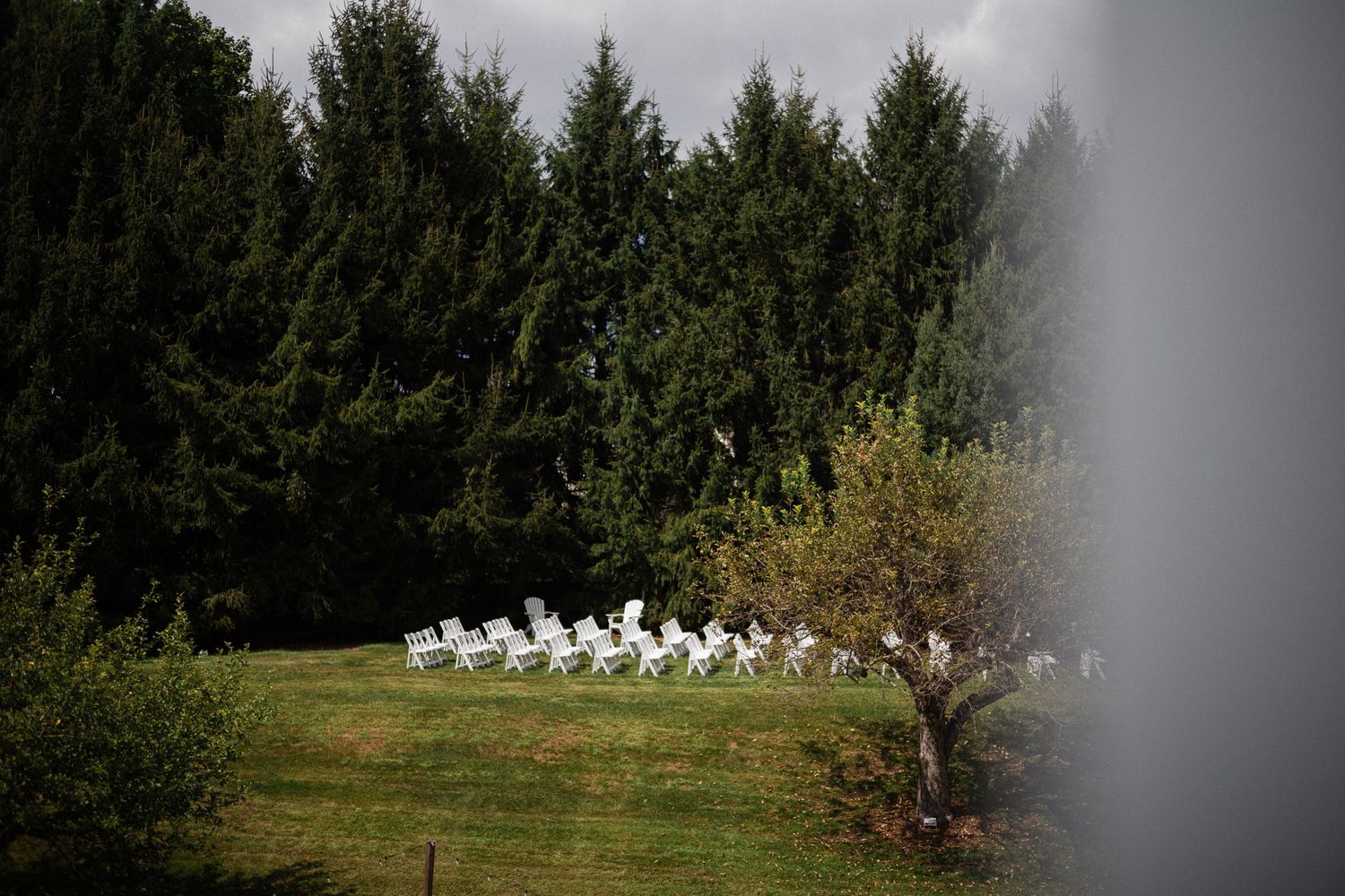 White Adirondack chairs arranged in rows on a green lawn surrounded by tall evergreen trees.