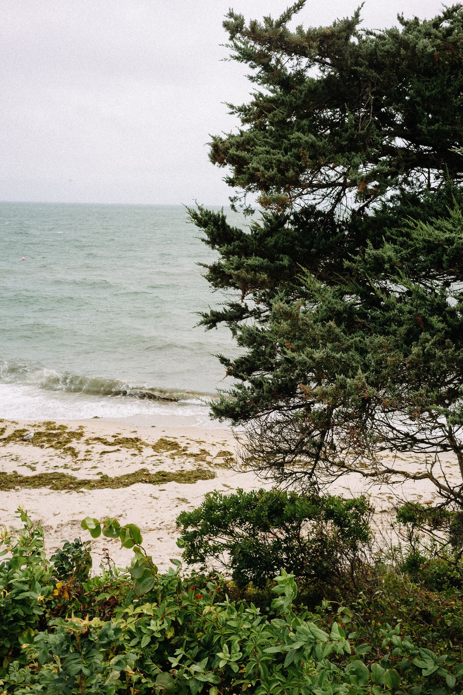 A sandy beach with gentle waves, framed by a lush evergreen tree and green shrubs under an overcast sky.