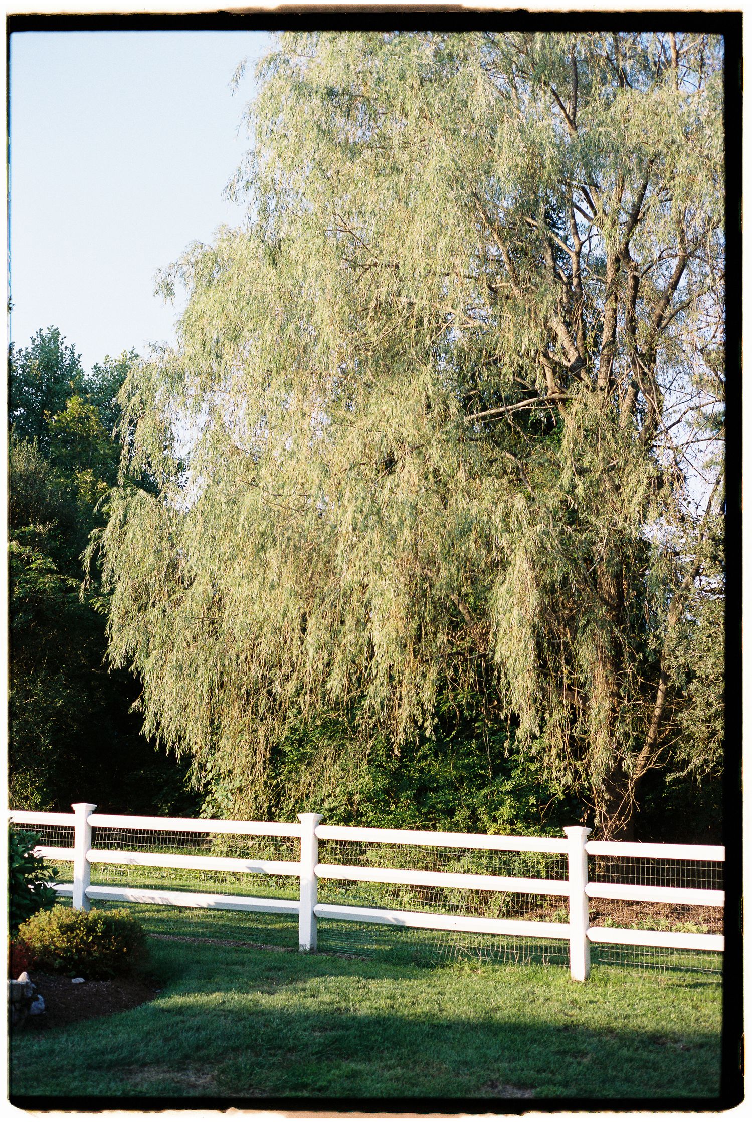 A weeping willow tree stands tall behind a white wooden fence on a lush green lawn.