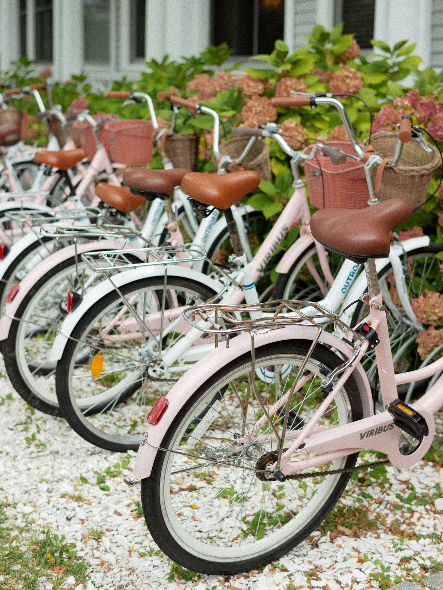 Row of pink vintage bicycles with brown leather seats and wicker baskets parked near blooming hydrangeas.