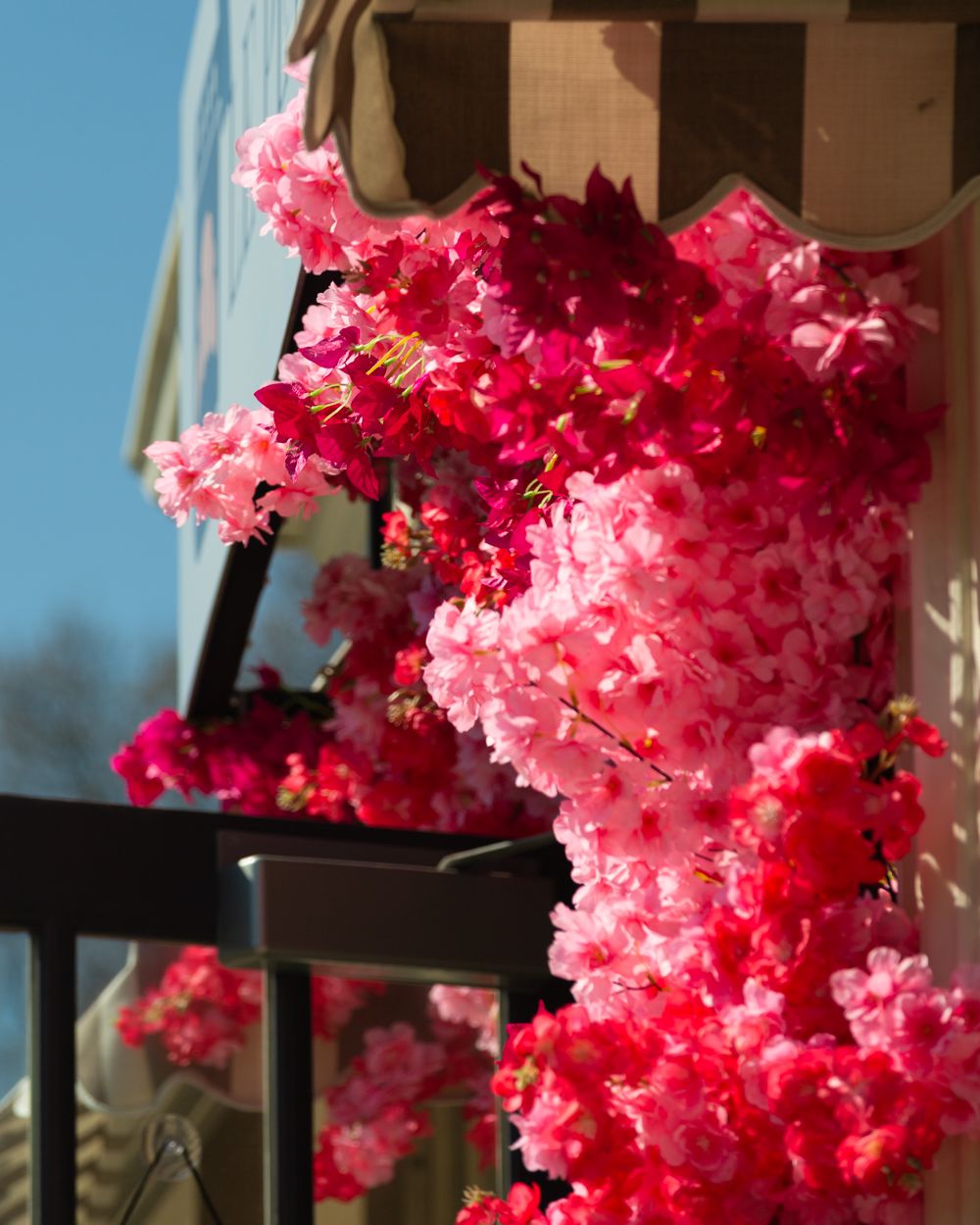 Vibrant pink and red artificial cherry blossom flowers cascading from a striped awning in bright sunlight.