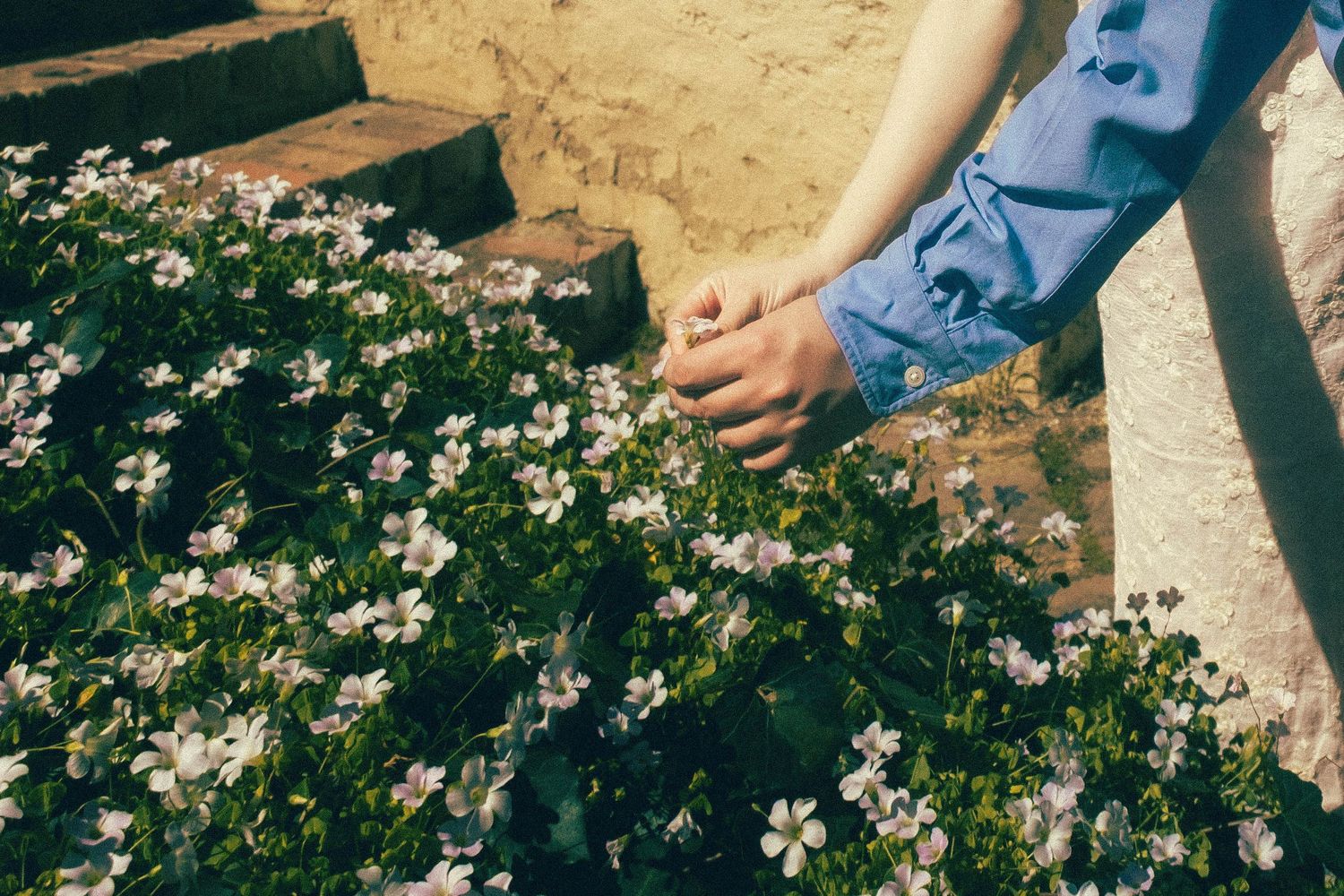 Person in blue shirt gently touching small white flowers growing beside stone steps in a sunny garden.