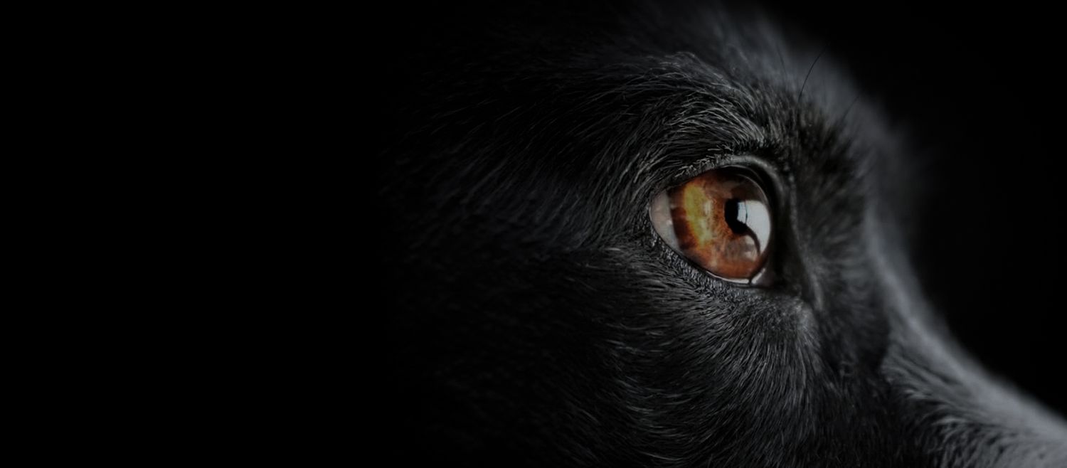 Close-up portrait of a black dog's eye in soft natural light.