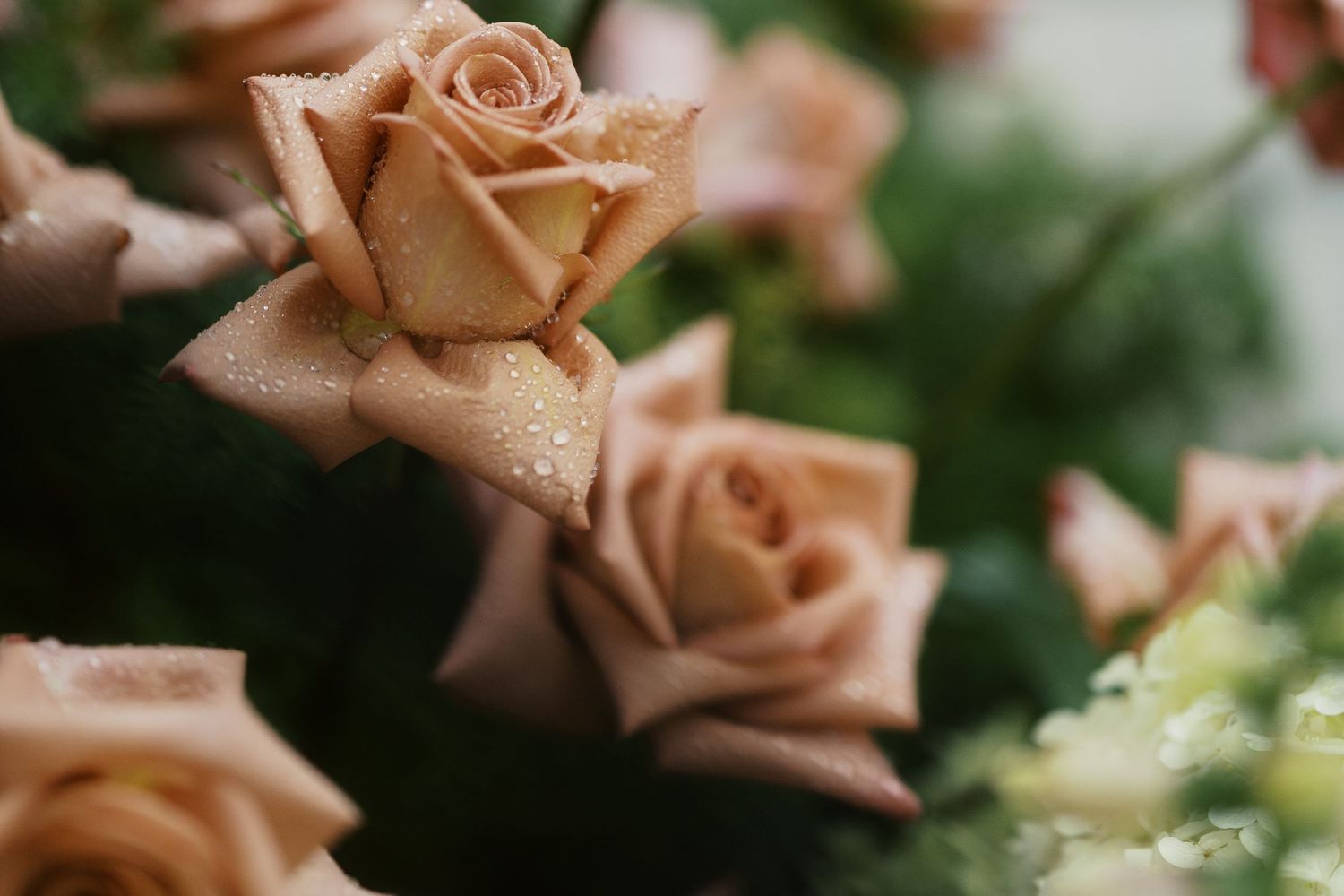 Close-up of dewy peach roses with water droplets on petals, surrounded by lush green foliage in soft focus.