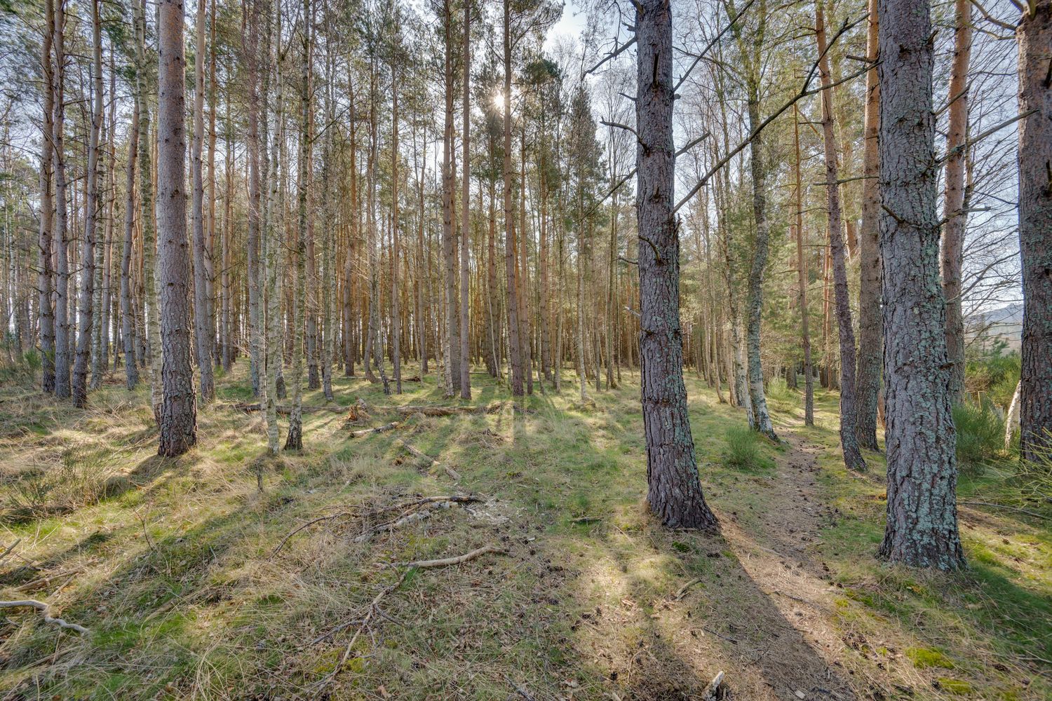Sunlight filters through tall pine trees in a mossy forest creating long shadows on the forest floor.