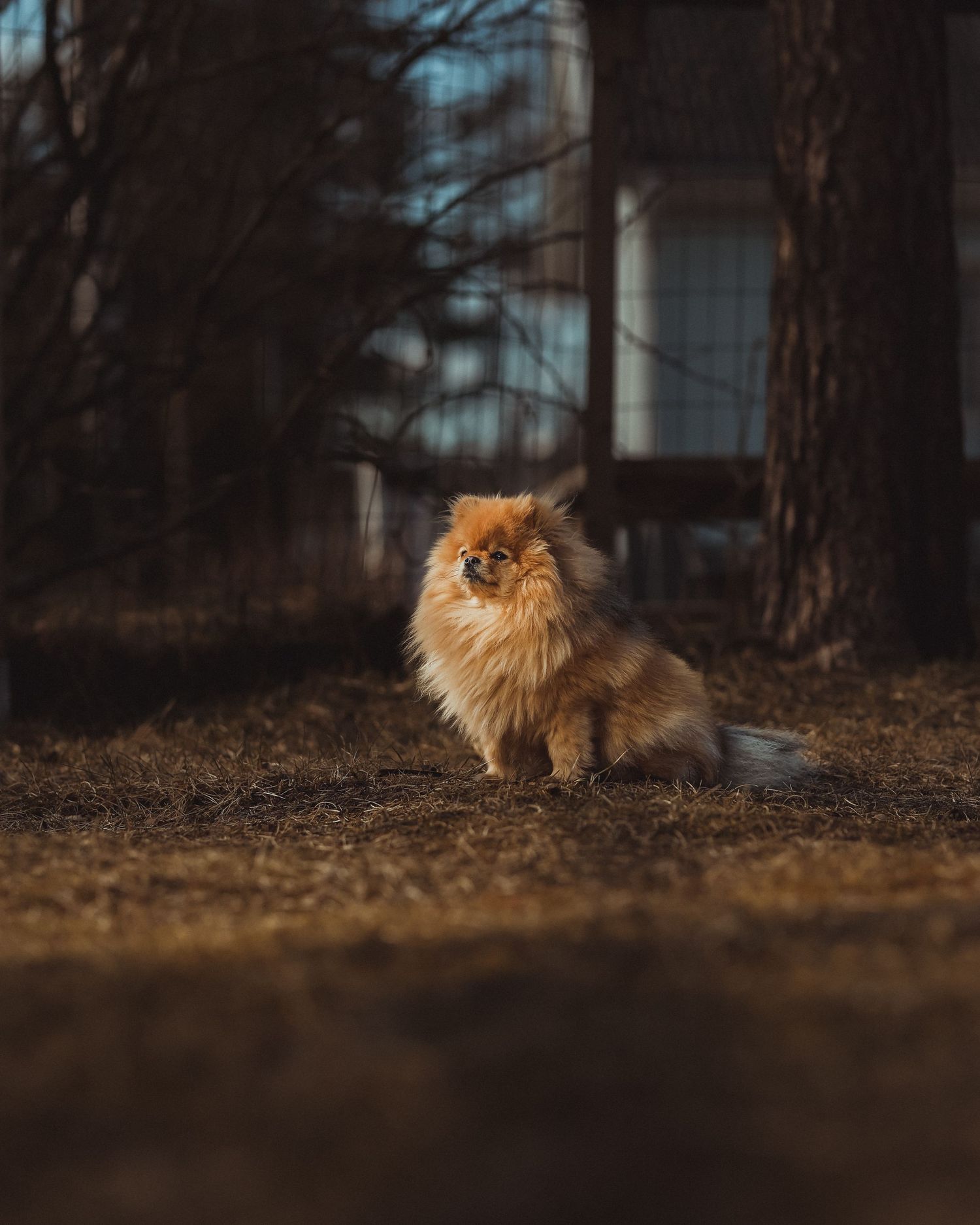 Koira potrettikuvassa luonnonvalossa Tuusulassa
