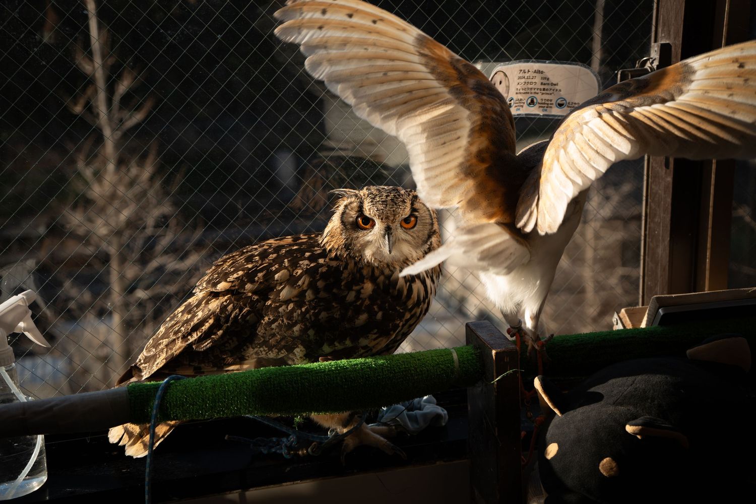 Two owls perched on a bar inside an enclosure, one spreading its wings in golden light.