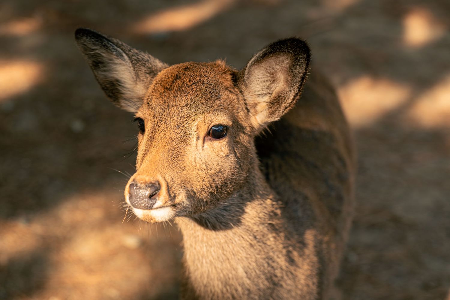 Close-up portrait of a young deer fawn with large ears in warm sunlight.