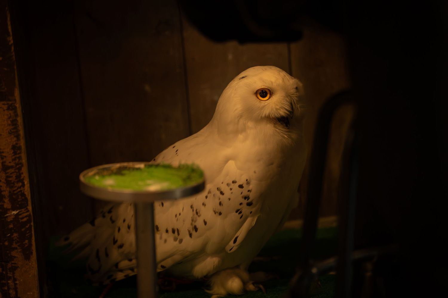 White snowy owl perched in dark enclosure beside small green mushroom prop display.