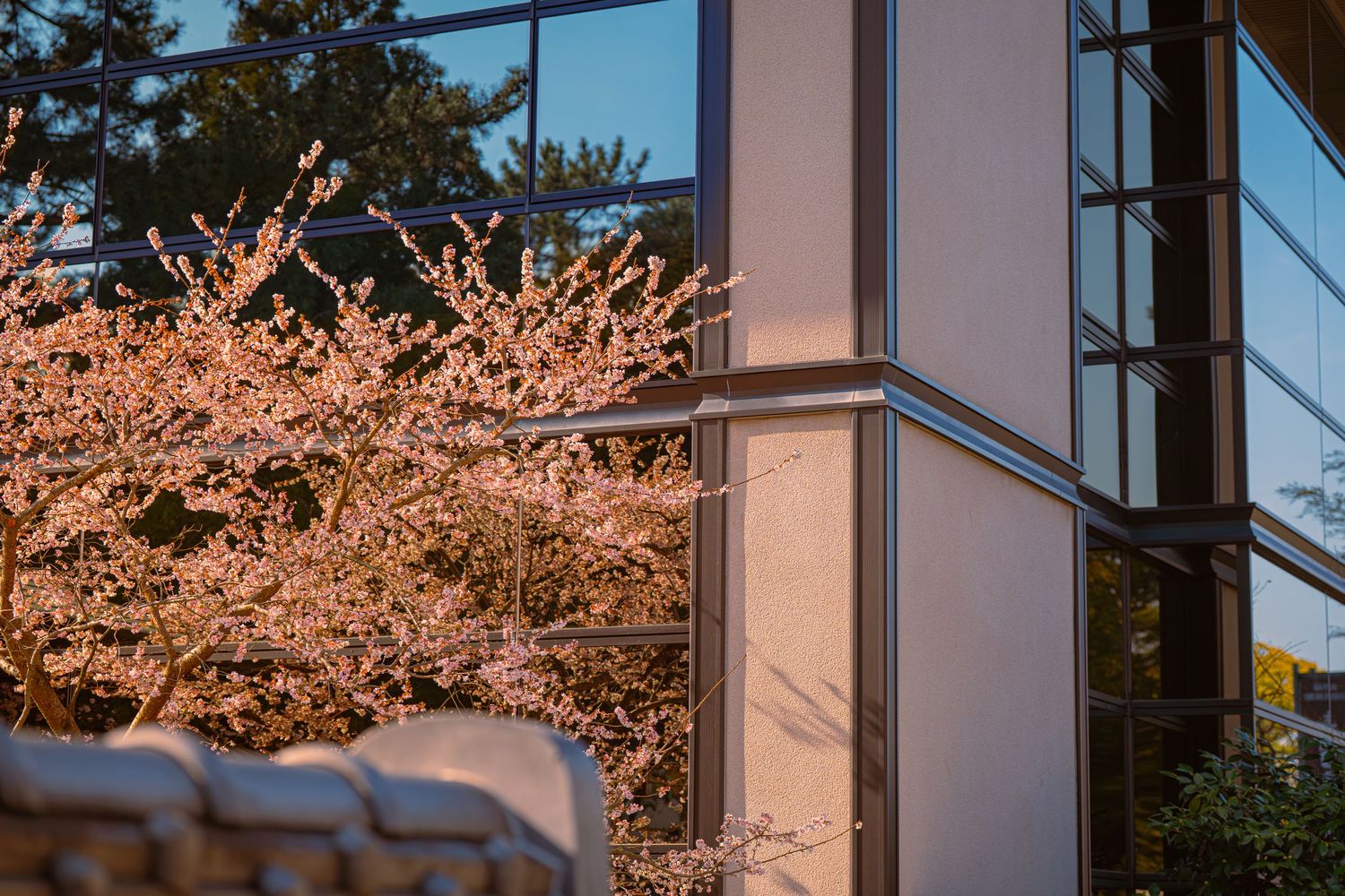 Cherry blossom tree in full pink bloom beside modern glass building facade at golden hour.