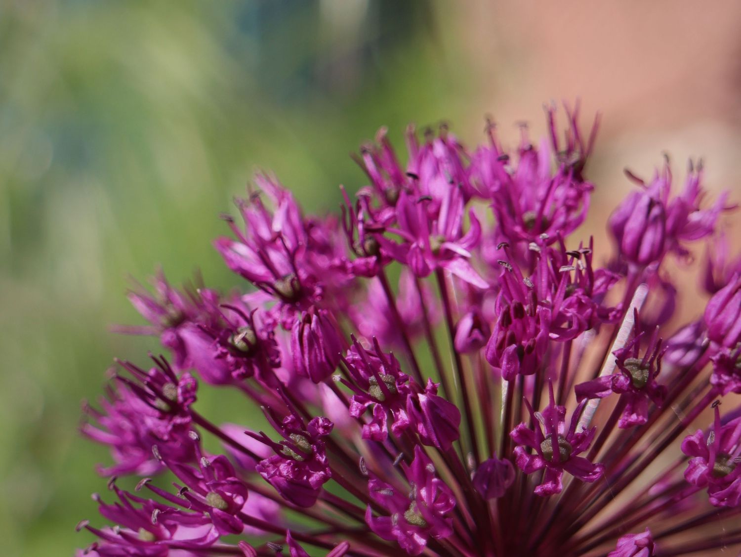 Pink flower.