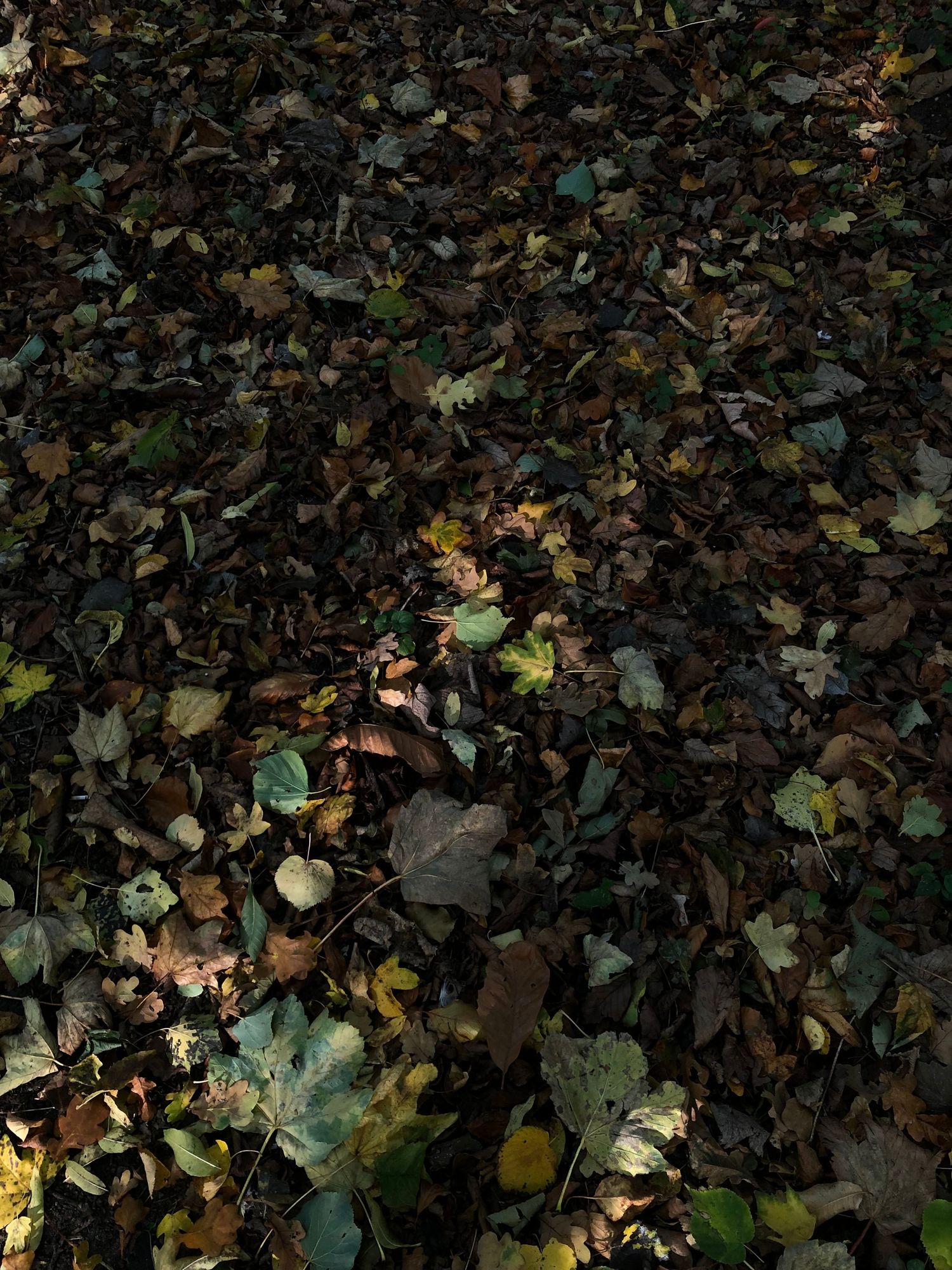 Leafs on the ground.