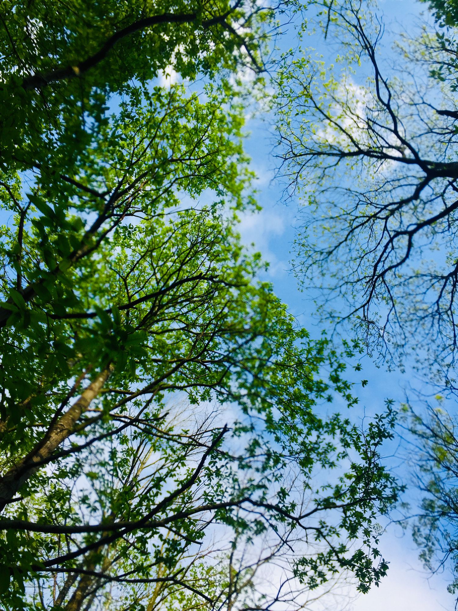 A beneath view of trees.