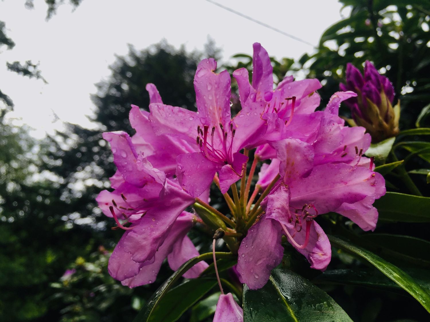 Pink flower cluster with dew droplets.